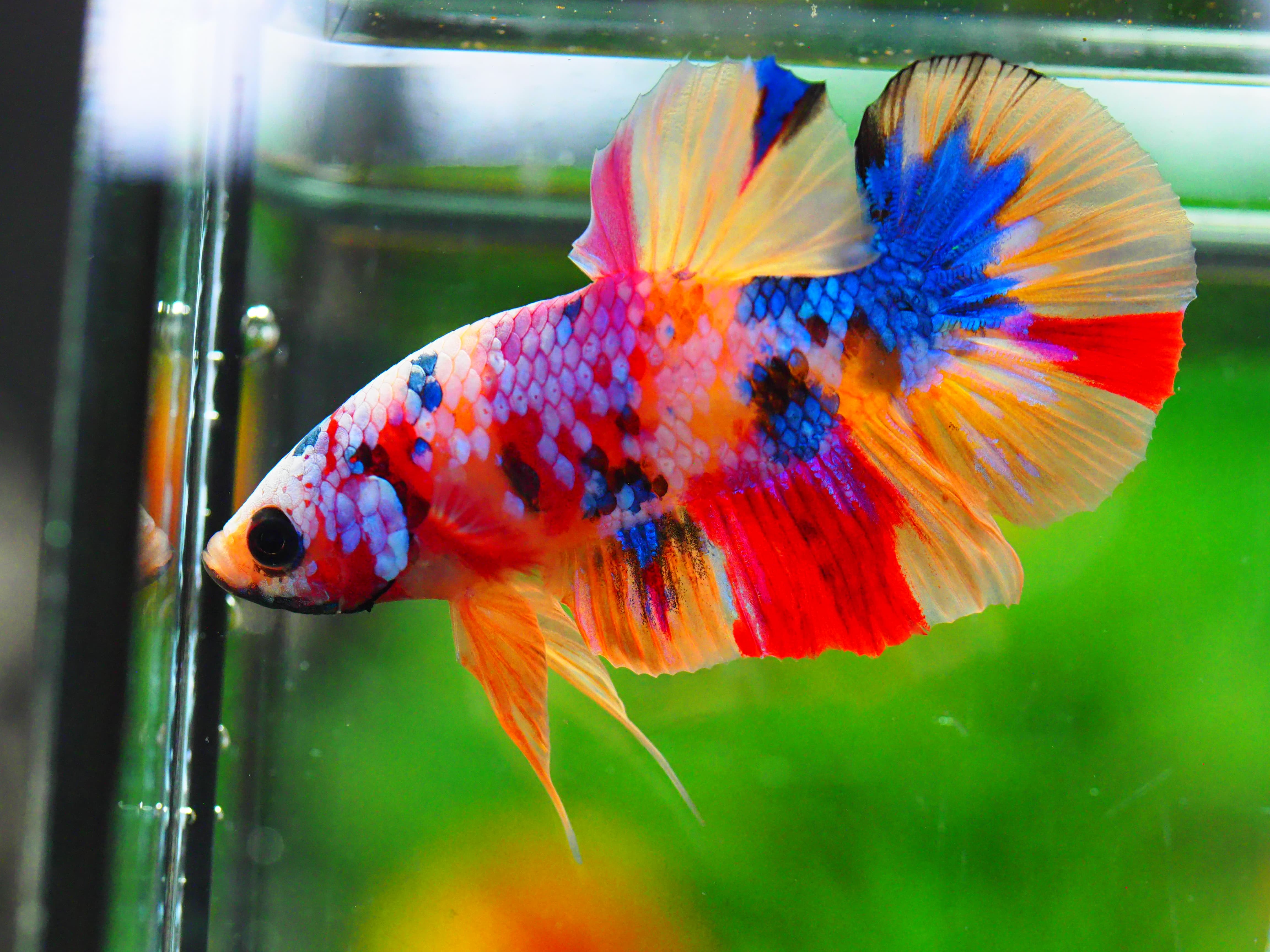 HMPK NEMO GALAXY MALE GRADE A +++