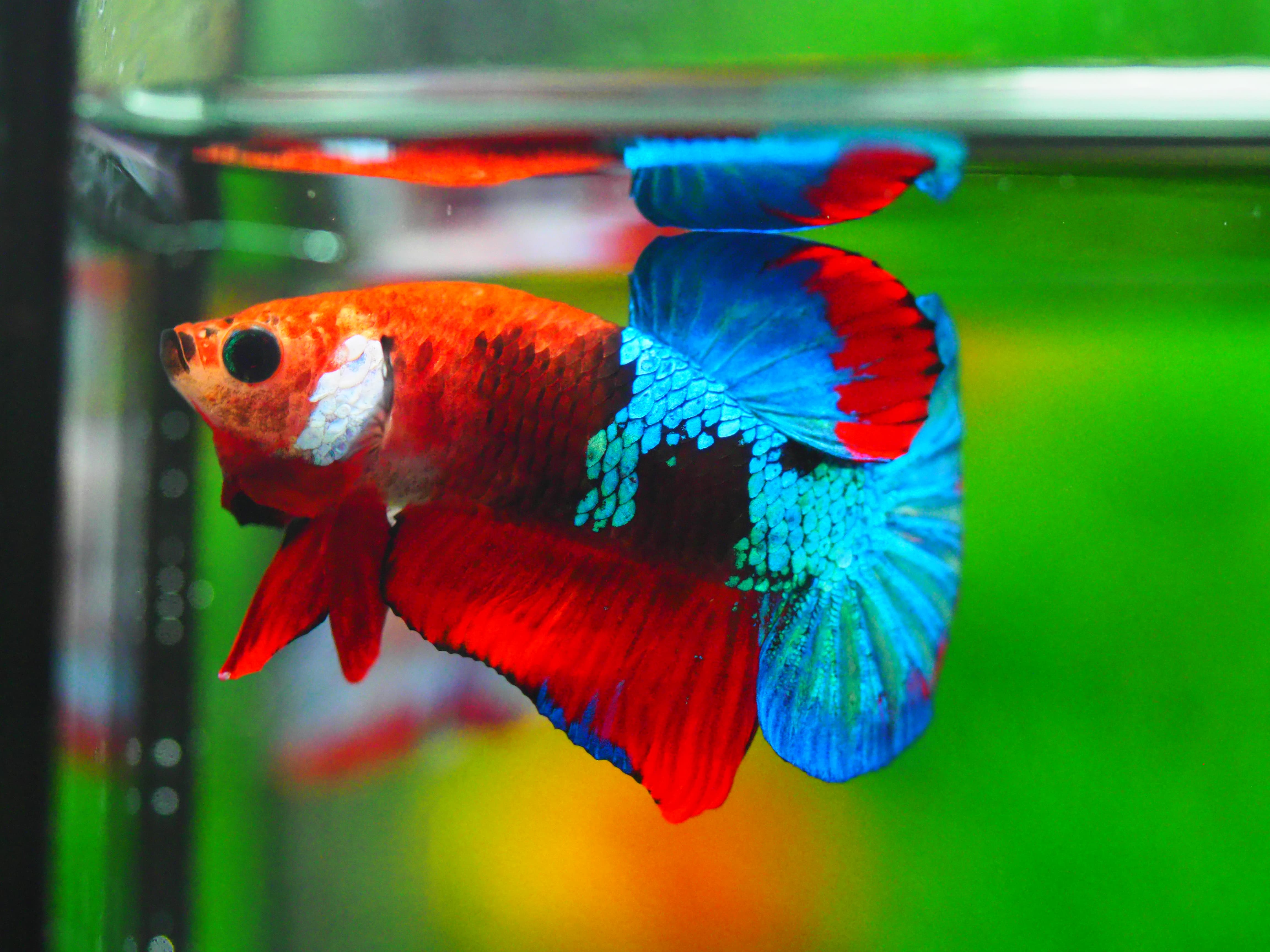 HMPK KOI GALAXY MALE GRADE A +++