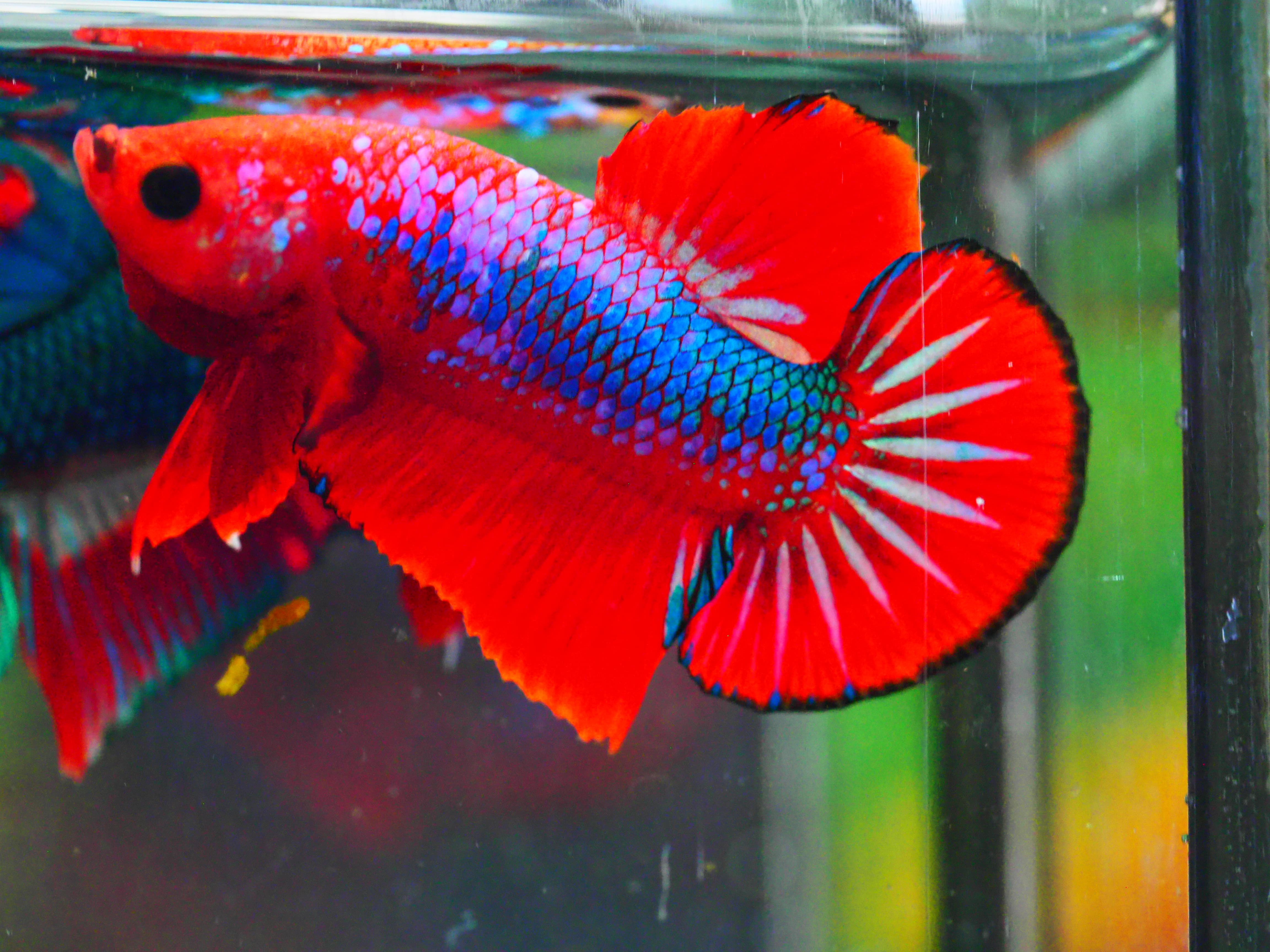 HMPK FANCY MALE GRADE A +++