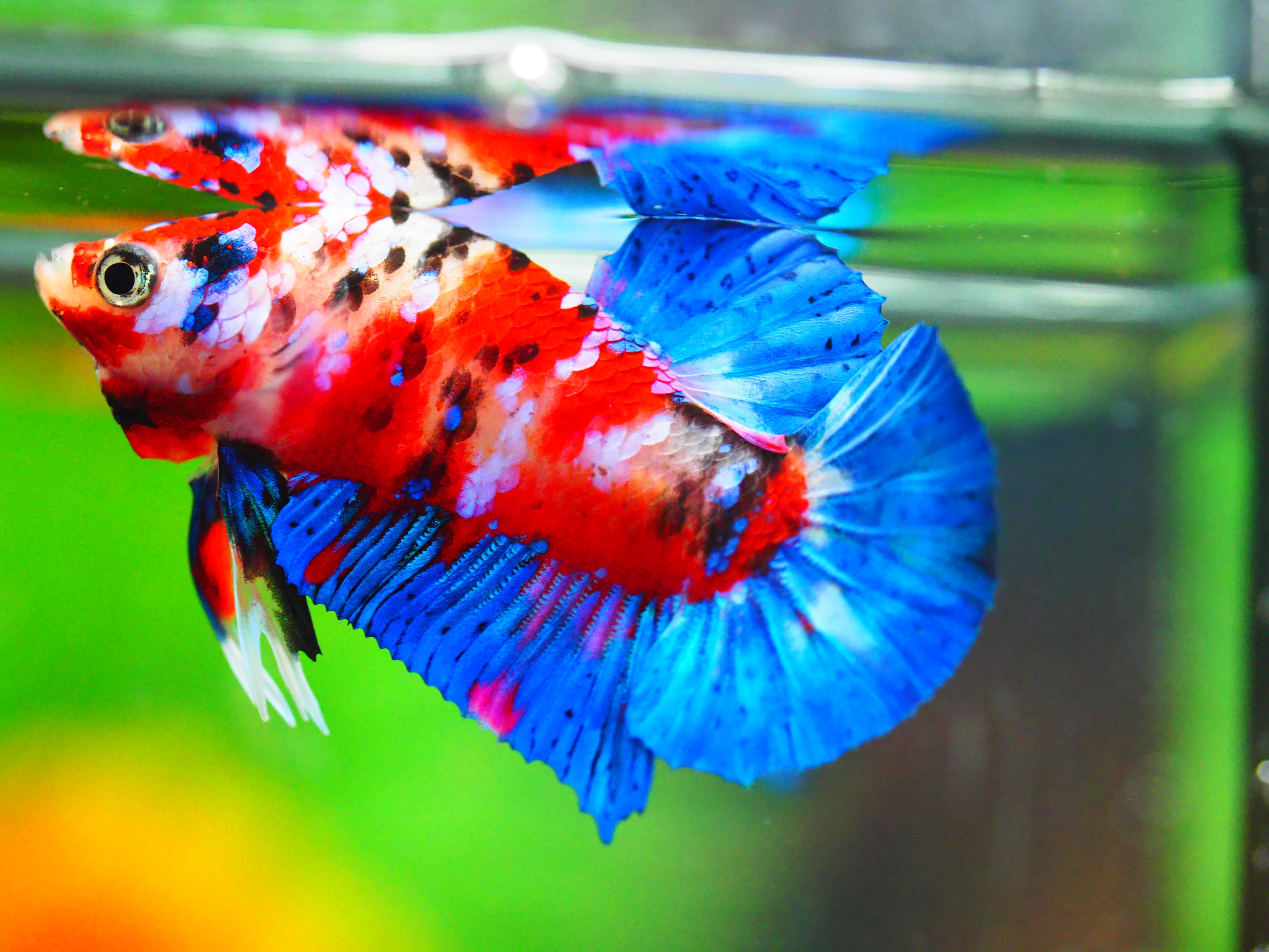 HMPK KOI GALAXY MALE GRADE A +++