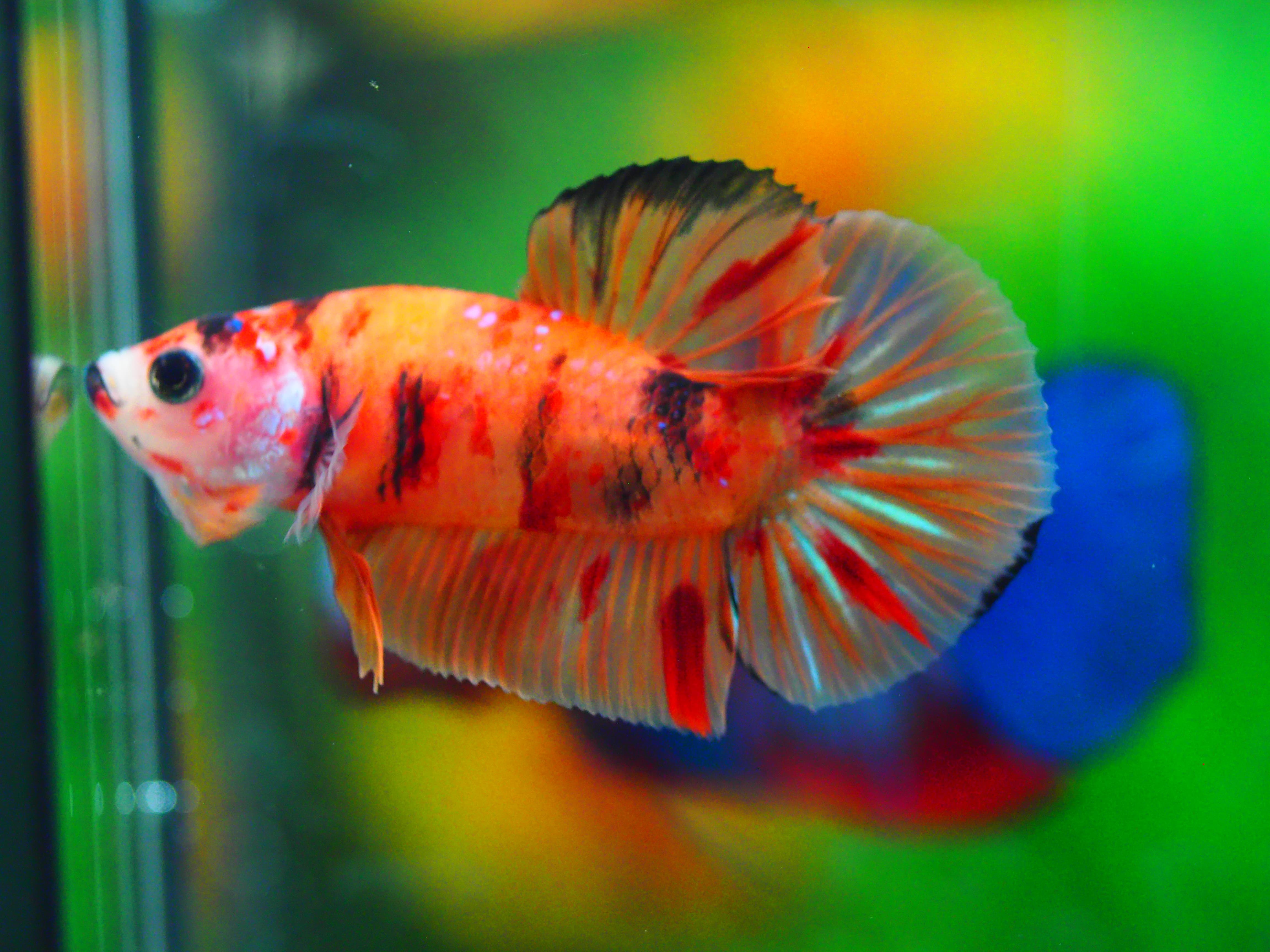 HMPK NEMO MALE GRADE A +++