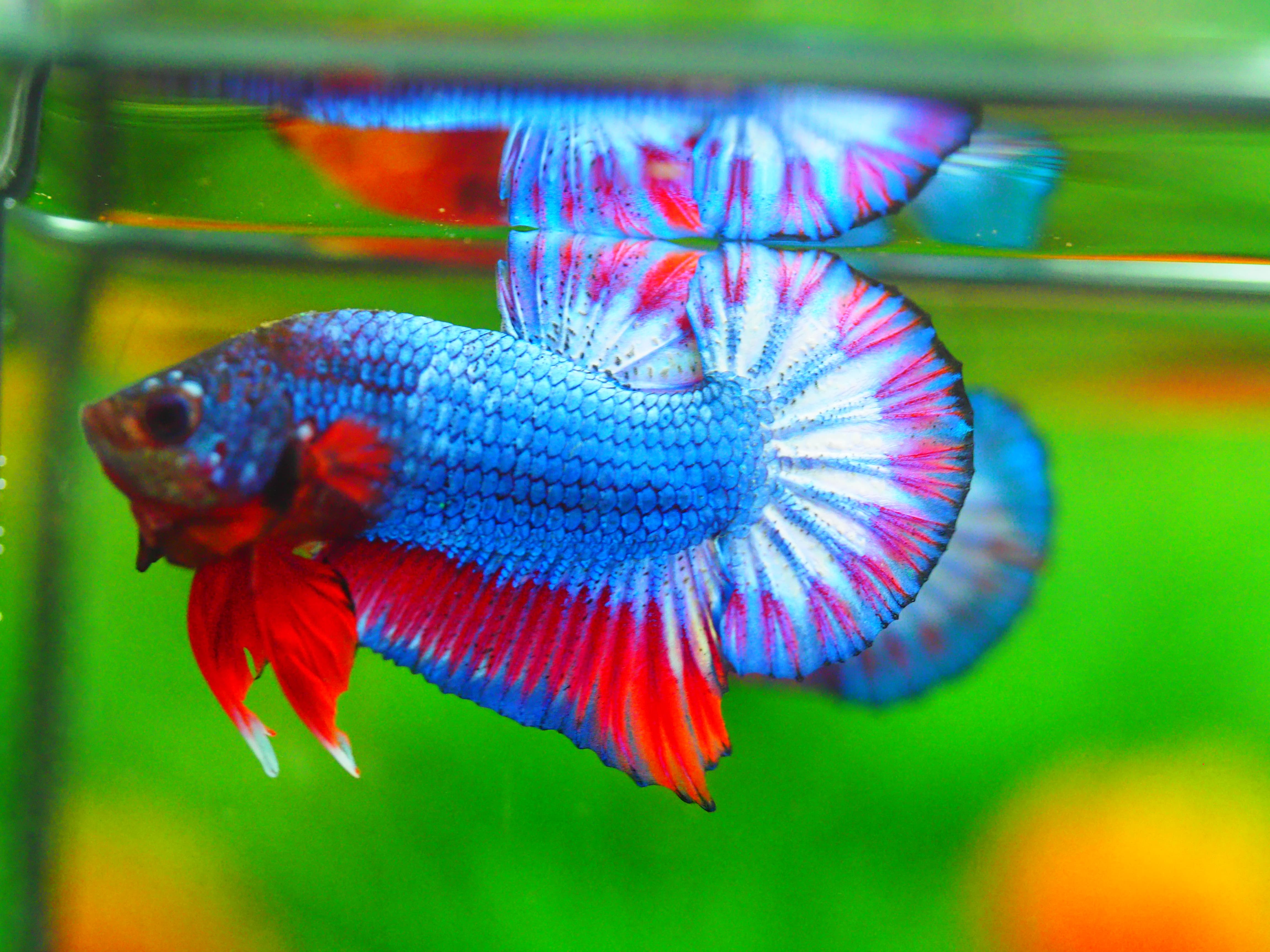 HMPK THAILAND MALE GRADE A +++