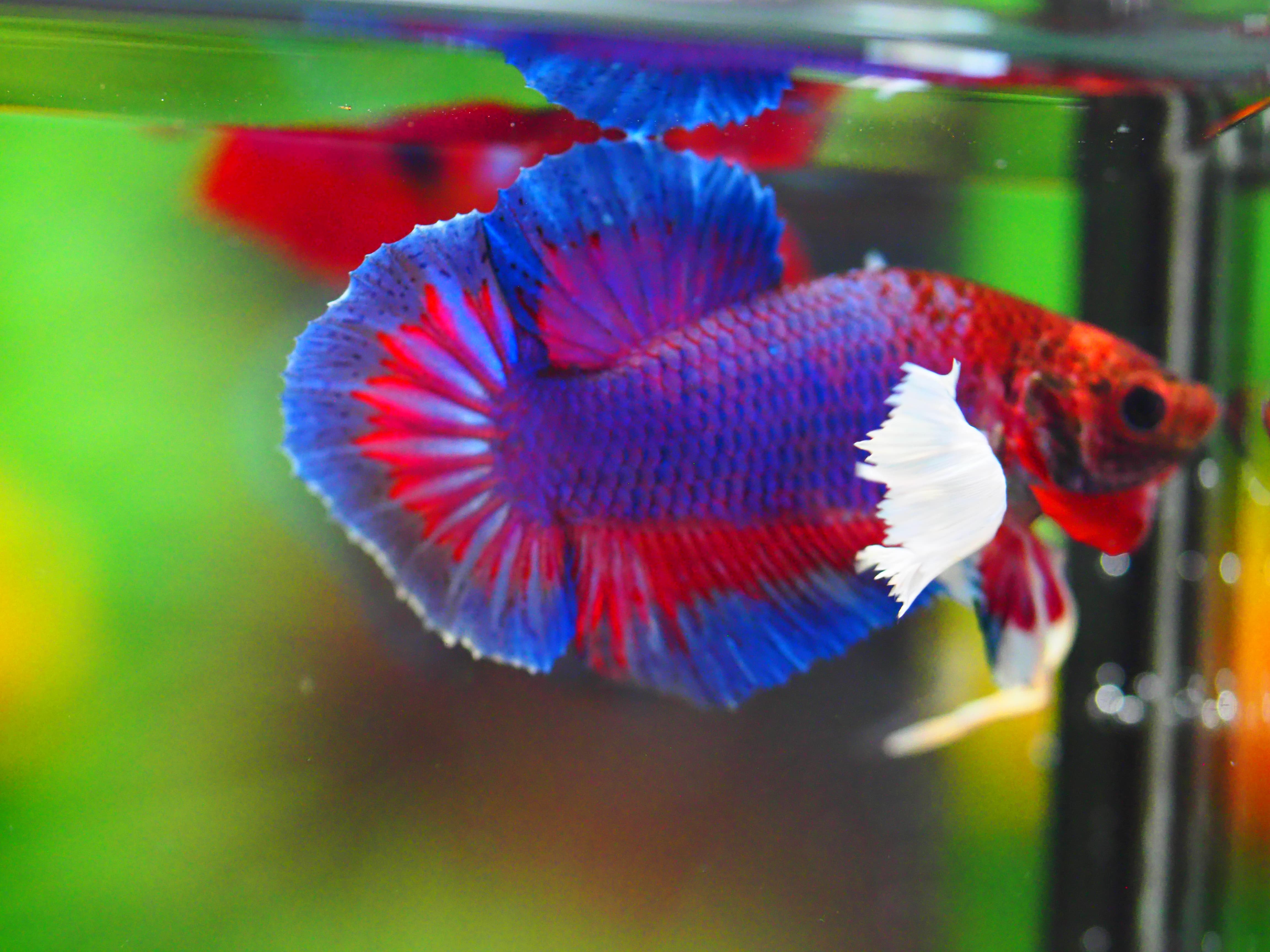 HMPK DUMBO MALE GRADE A +++