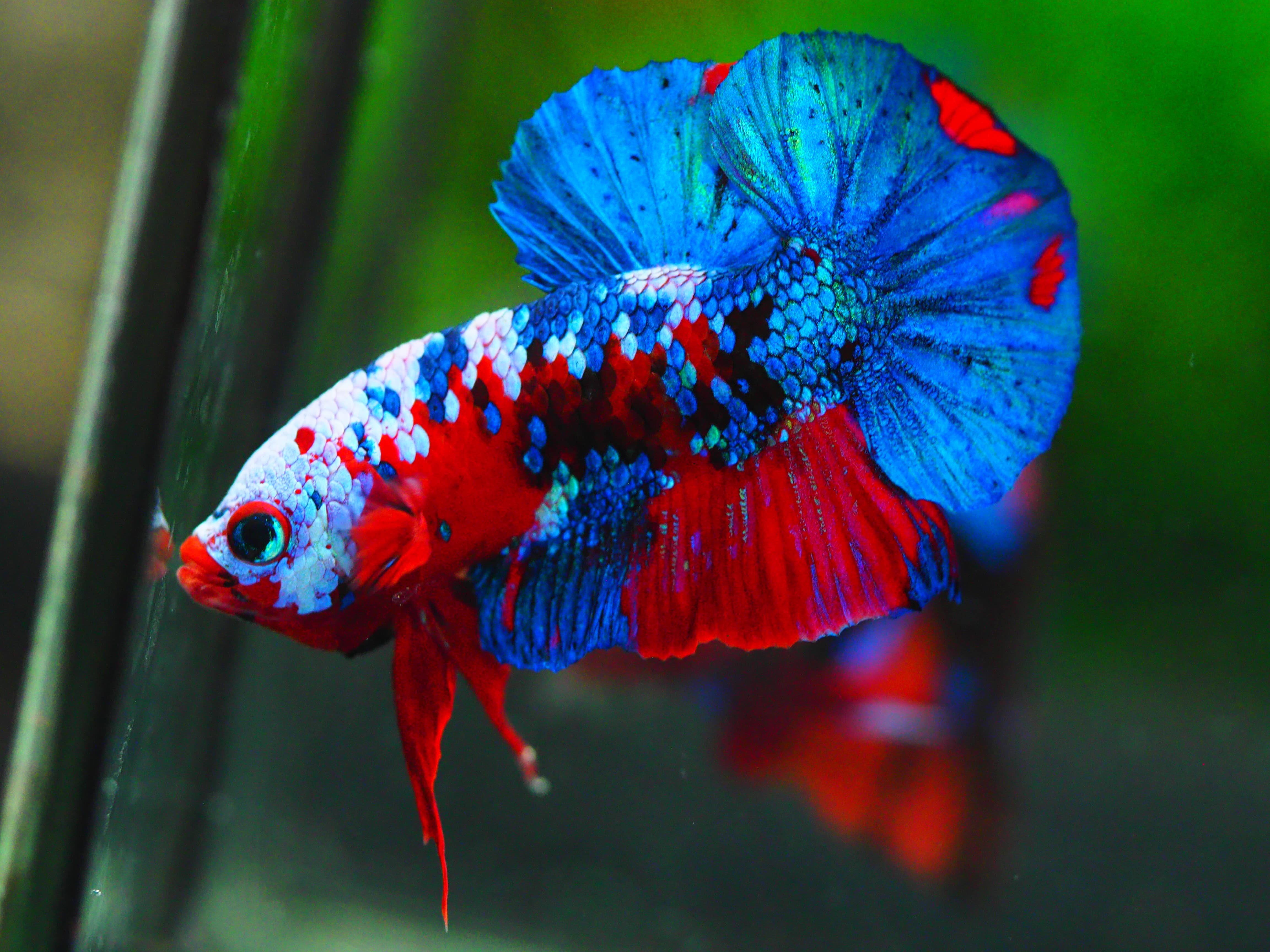 HMPK KOI GALAXY MALE GRADE A +++