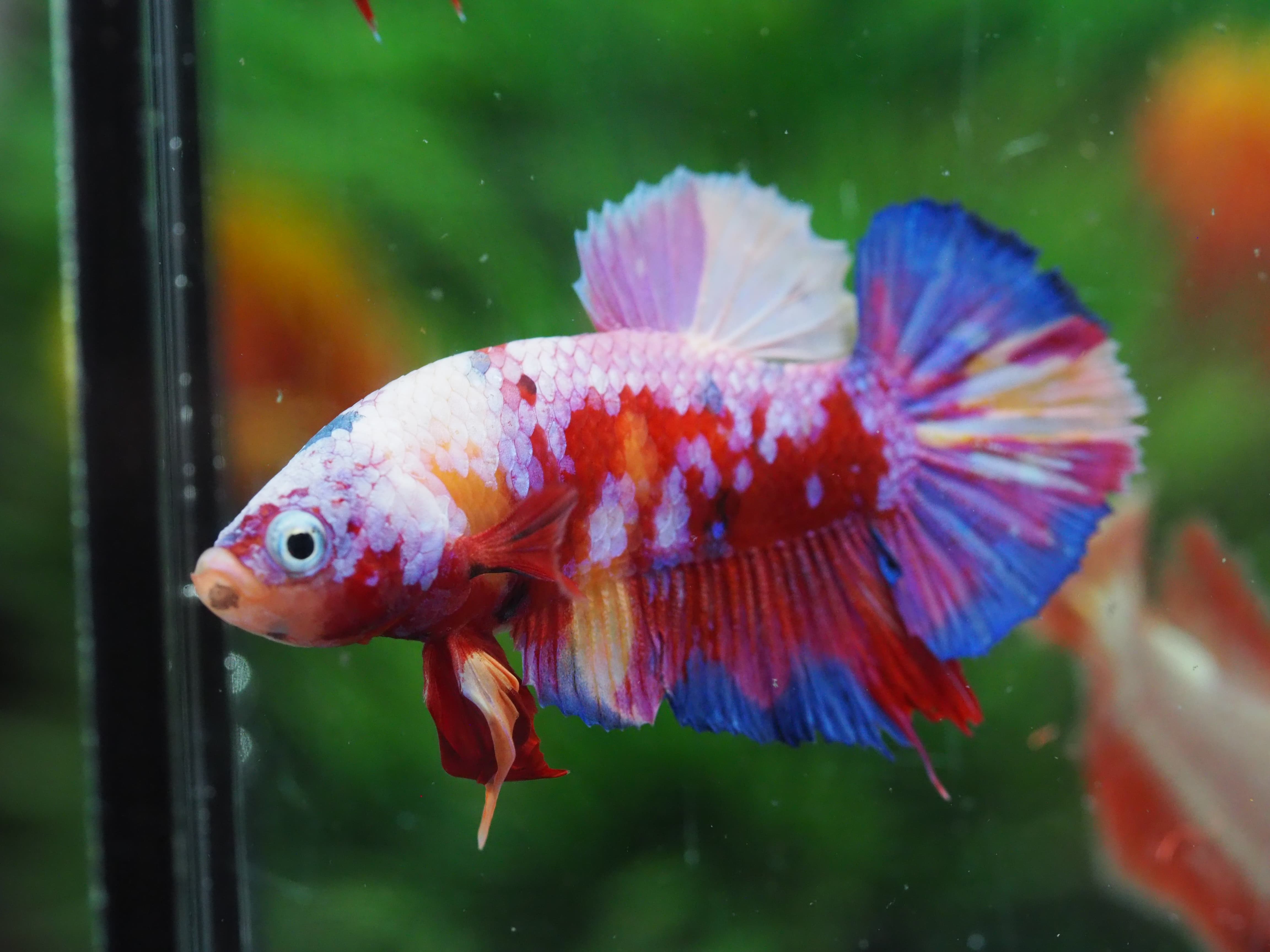 HMPK CANDY MALE GRADE A+