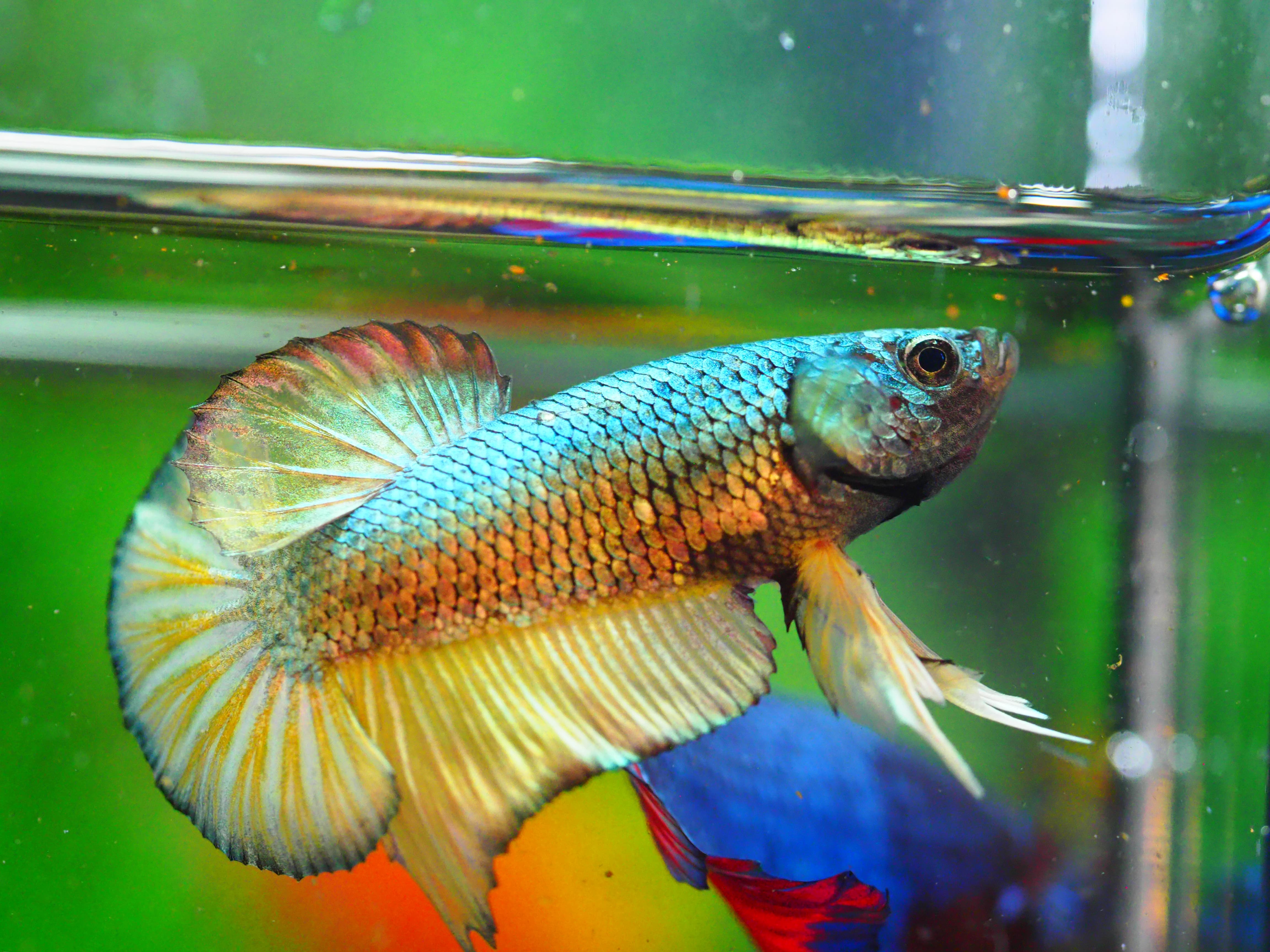 HMPK COPPER FANCY MALE GRADE A +++