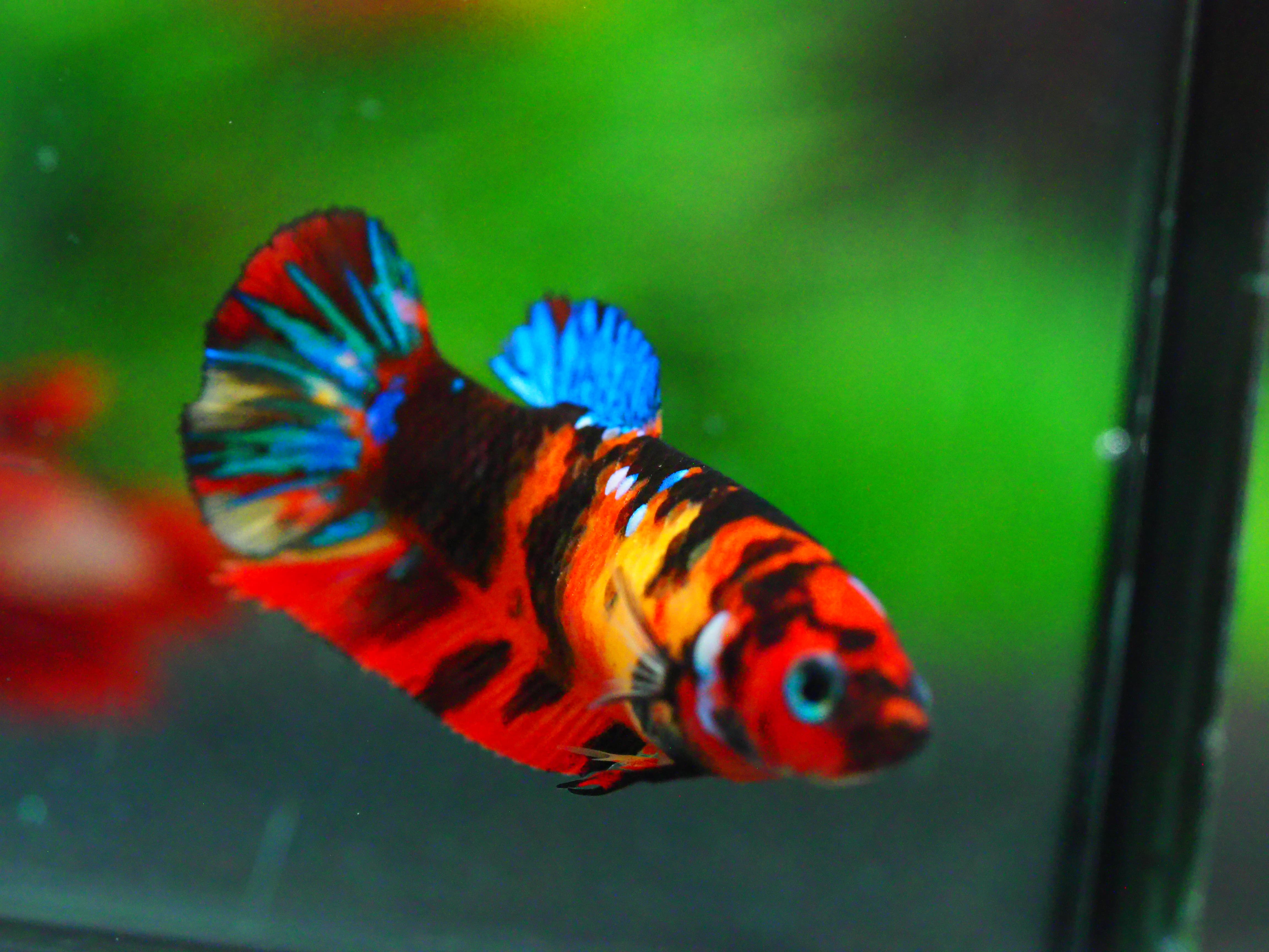 HMPK KOI GALAXY FNMALE GRADE A +++