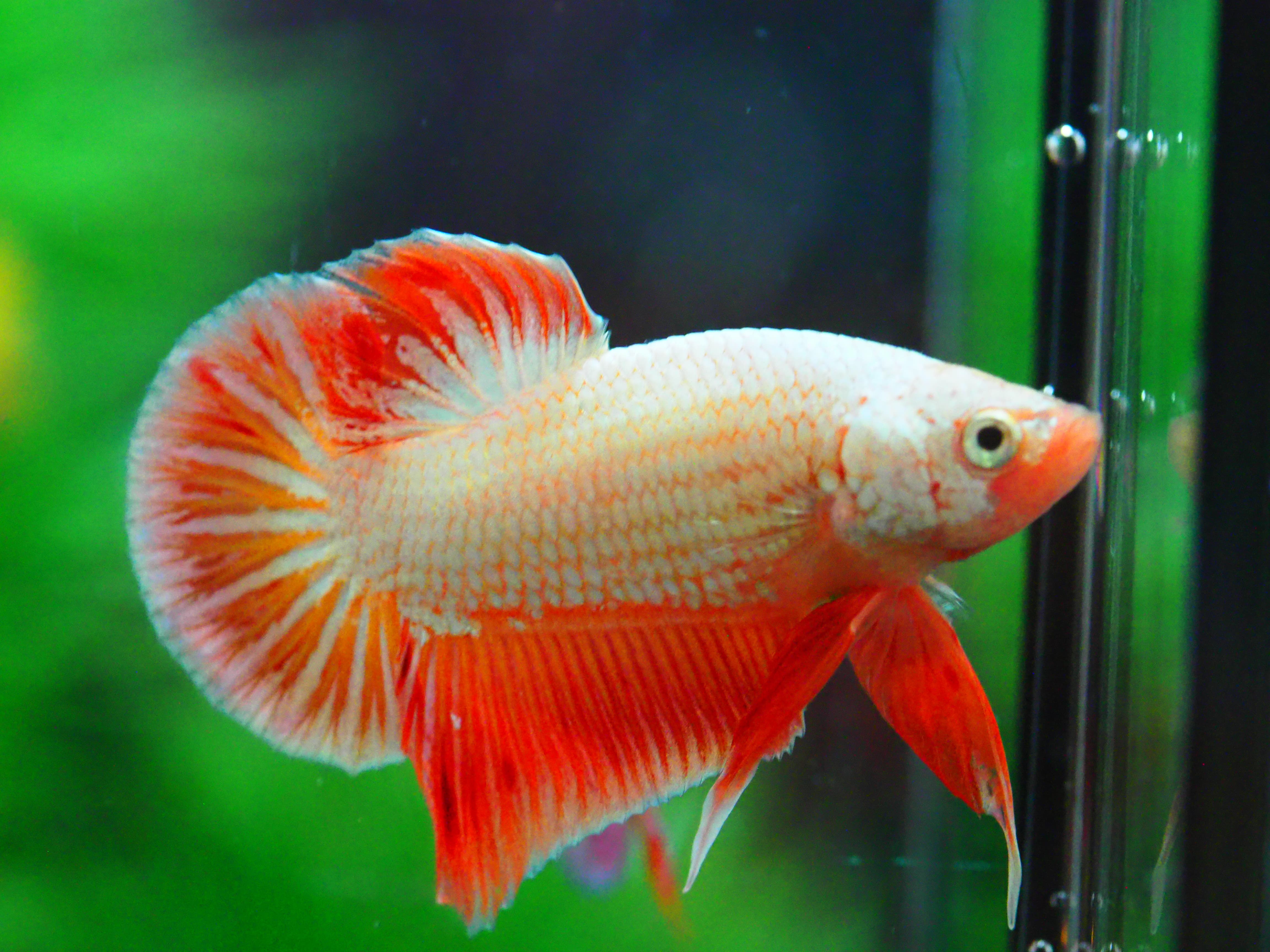 HMPK FANCY MALE GRADE A +++