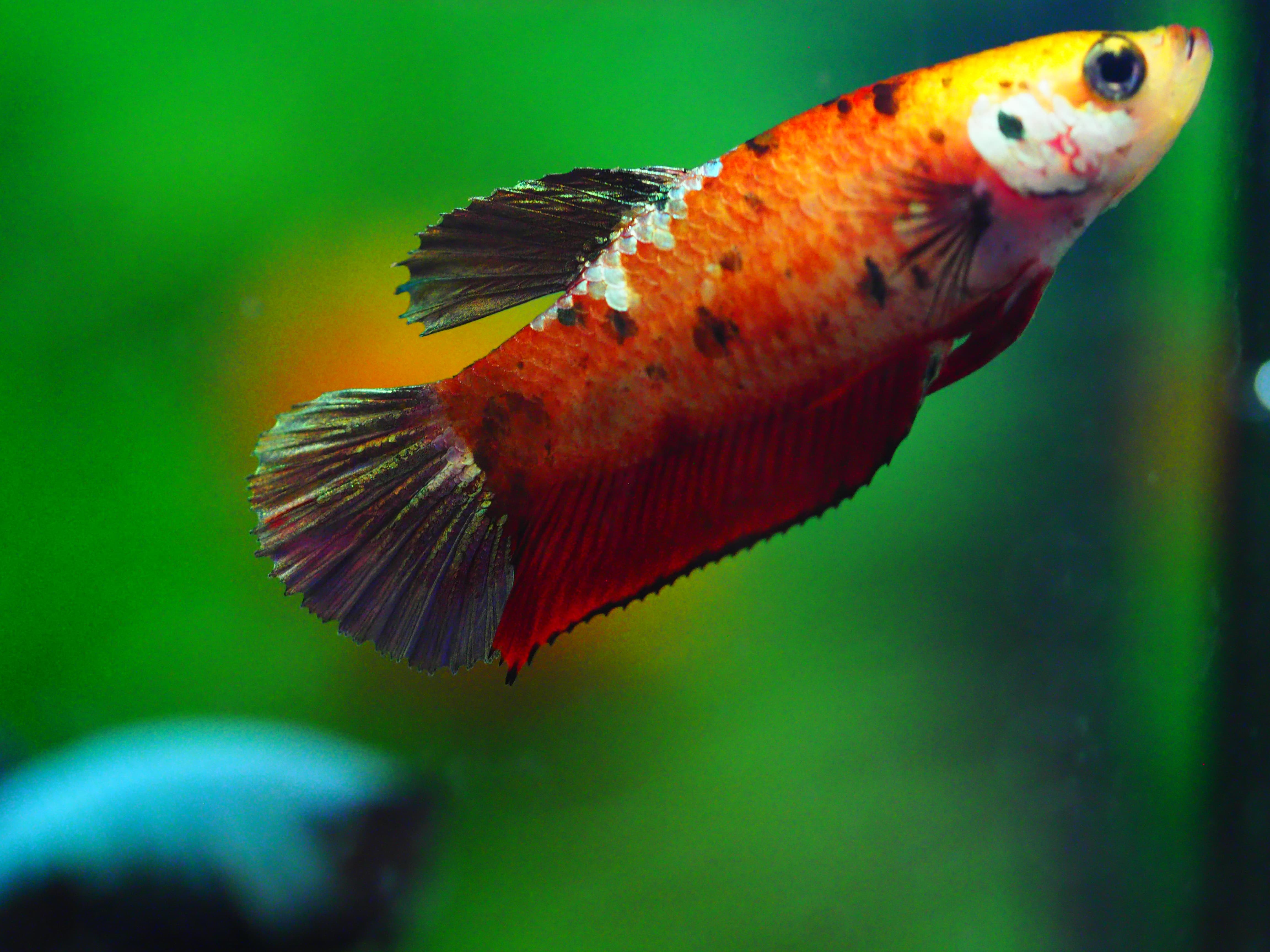 HMPK KOI GALAXY FNMALE GRADE A +++