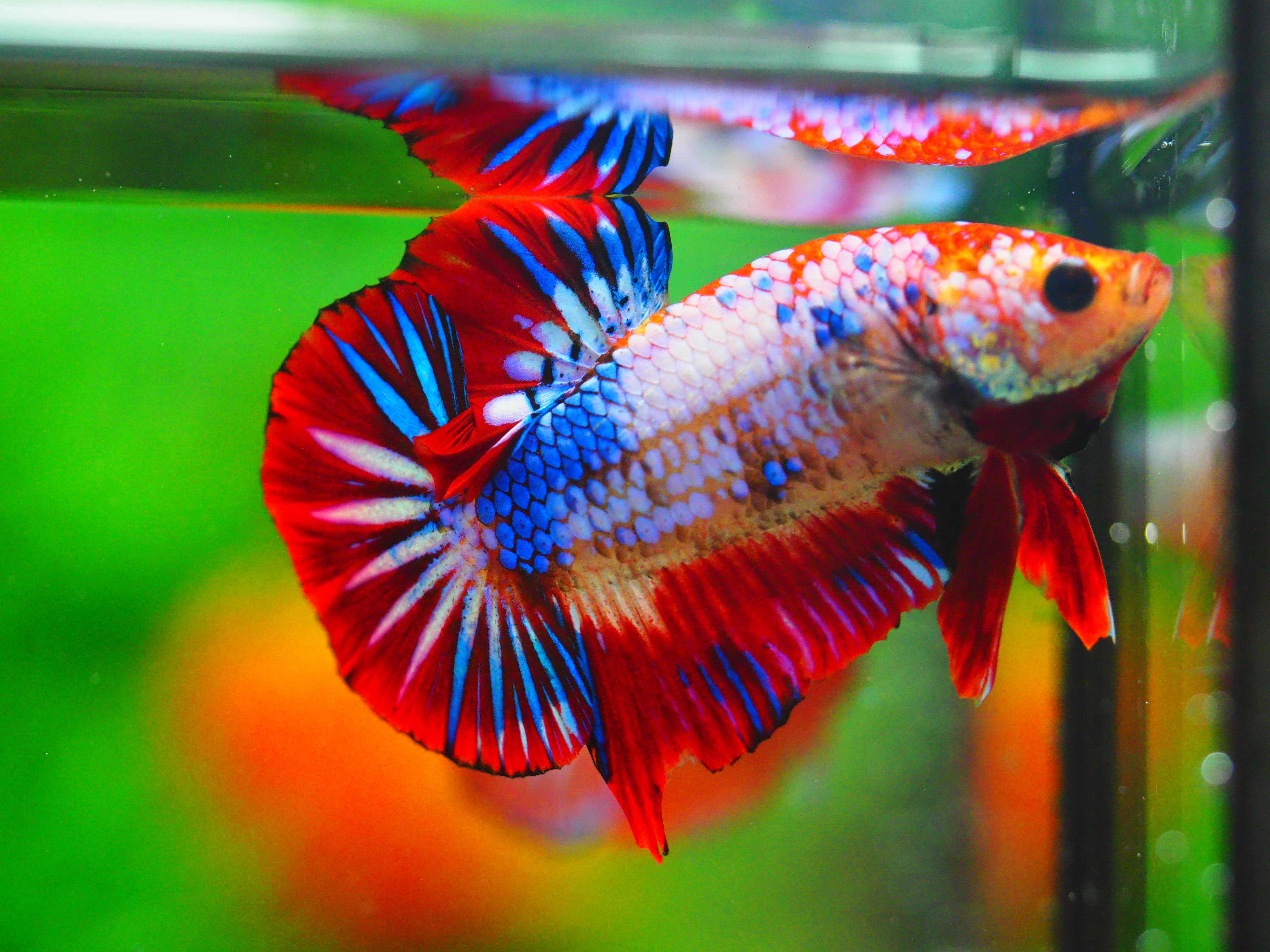 HMPK FANCY MALE GRADE A +++