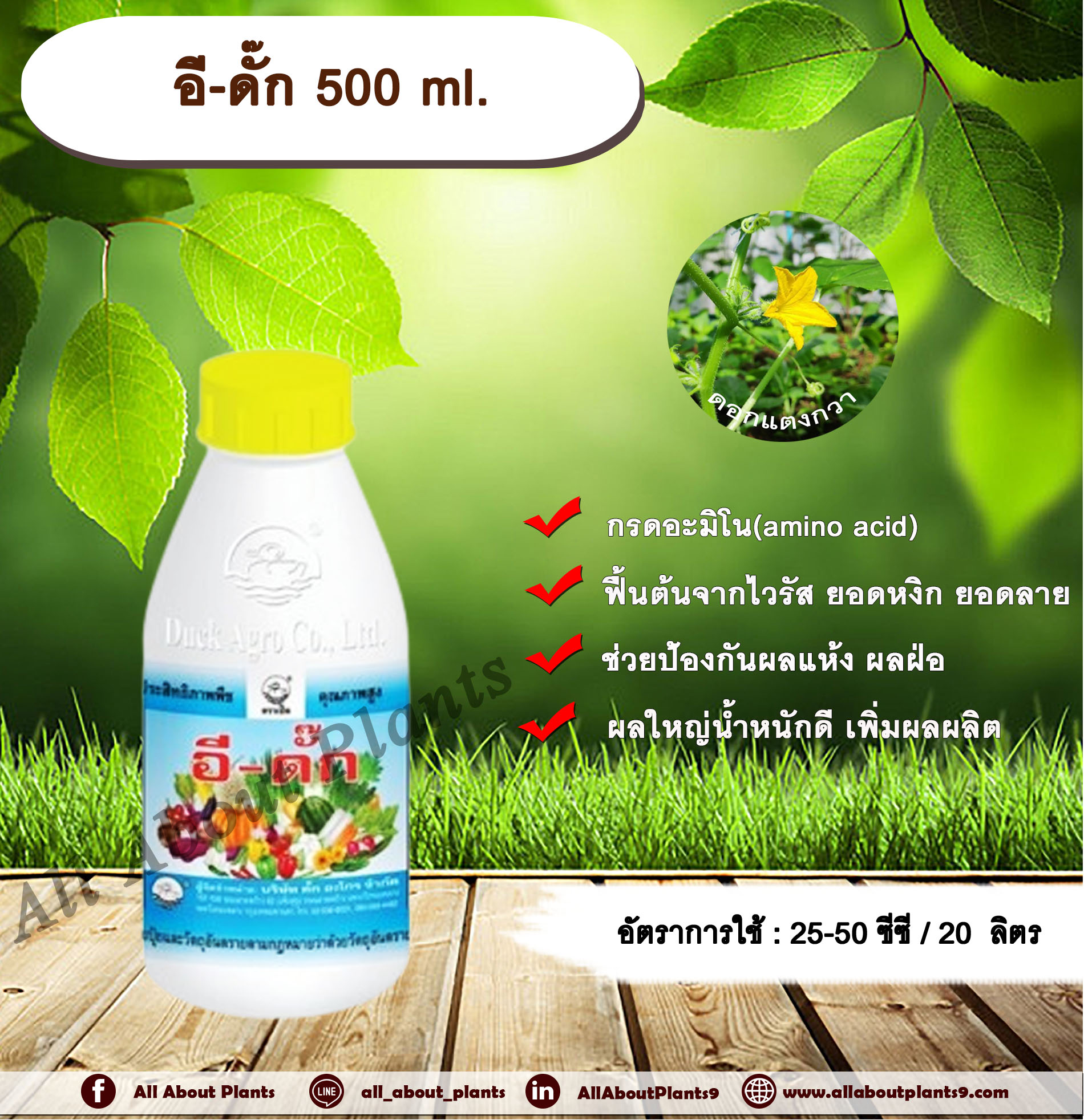 อี - ดั๊ก 500 ml. กรดอะมิโน ฟื้นต้นจากไวรัส ยอดหงิก ยอดลาย ช่วยป้องกันผลแห้ง ผลฝ่อ ผลใหญ่น้ำหนักดี เพิ่มผลผลิต ขวด