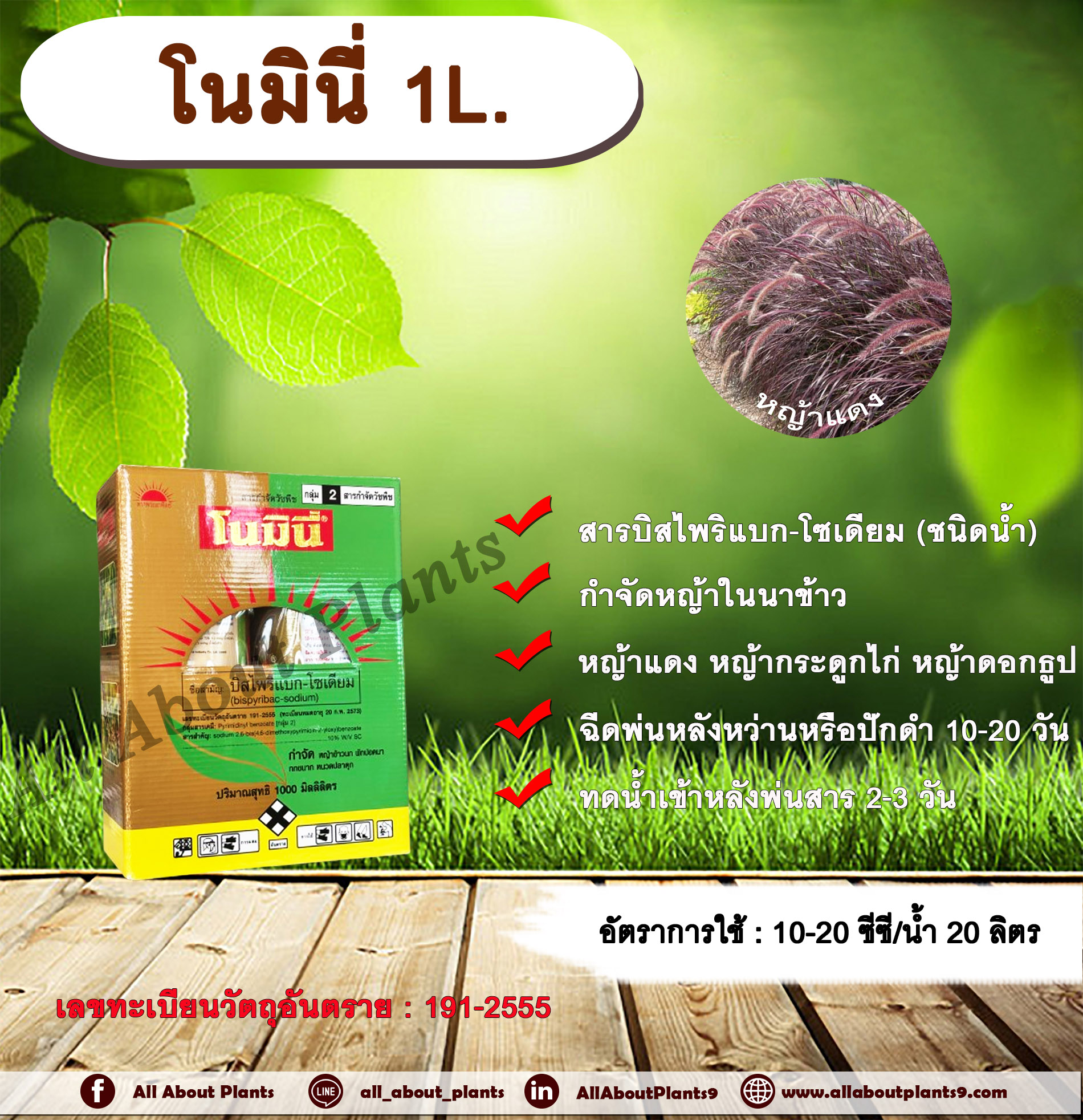 โนมินี่ + ซันบินเดอร์ 1L.+ 1L. บิสไพริแบกโซเดียม สารกำจัดวัชพืช กำจัดหญ้า ในนาข้าว กำจัดหญ้าแดง หญ้ากระดูกไก่ หญ้าดอกธูป หญ้าดอกต่อ หญ้าเดือย allaboutplants ชิ้น