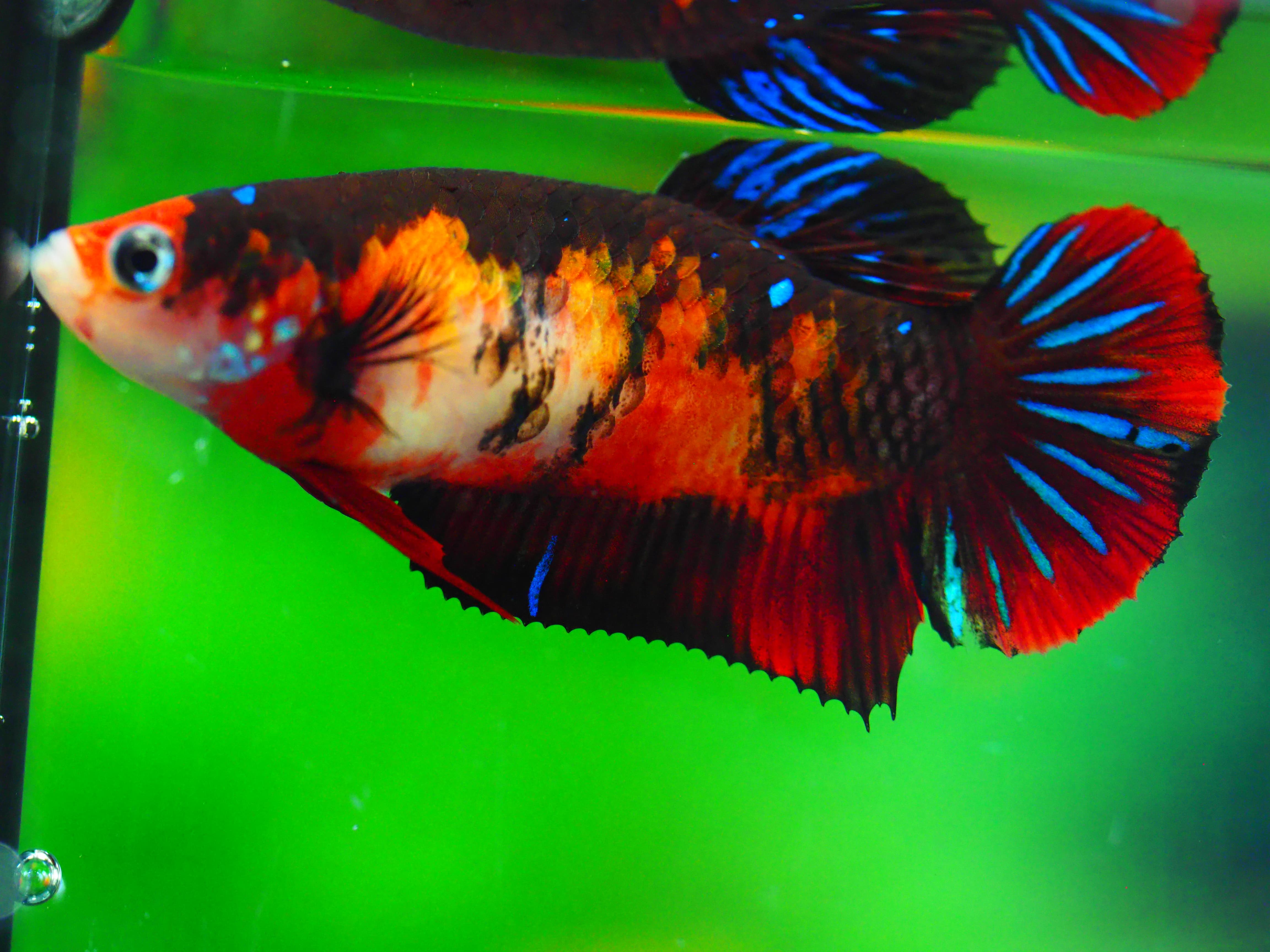 HMPK KOI GALAXY FNMALE GRADE A +++