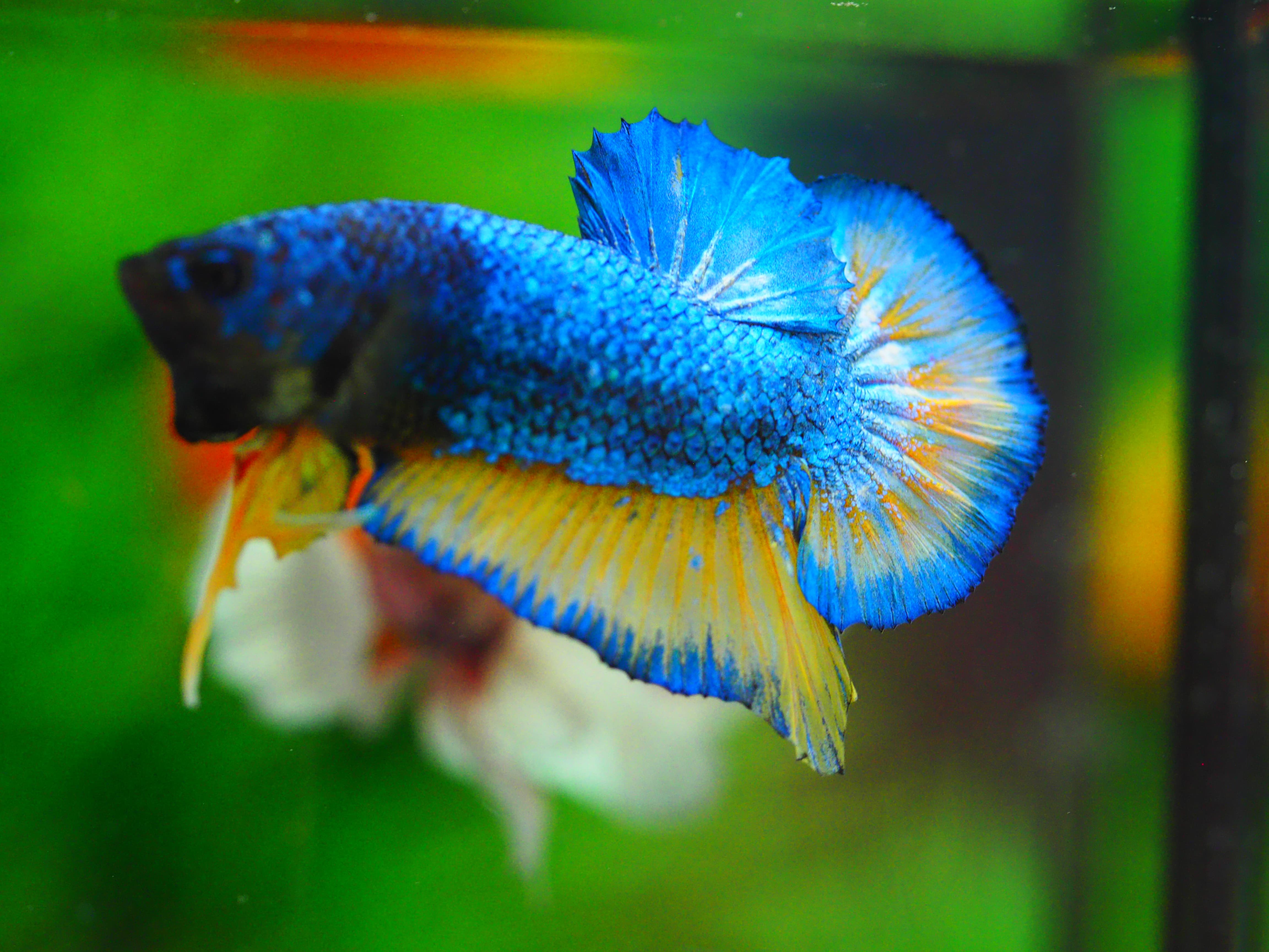 HMPK FANCY MALE GRADE A+++