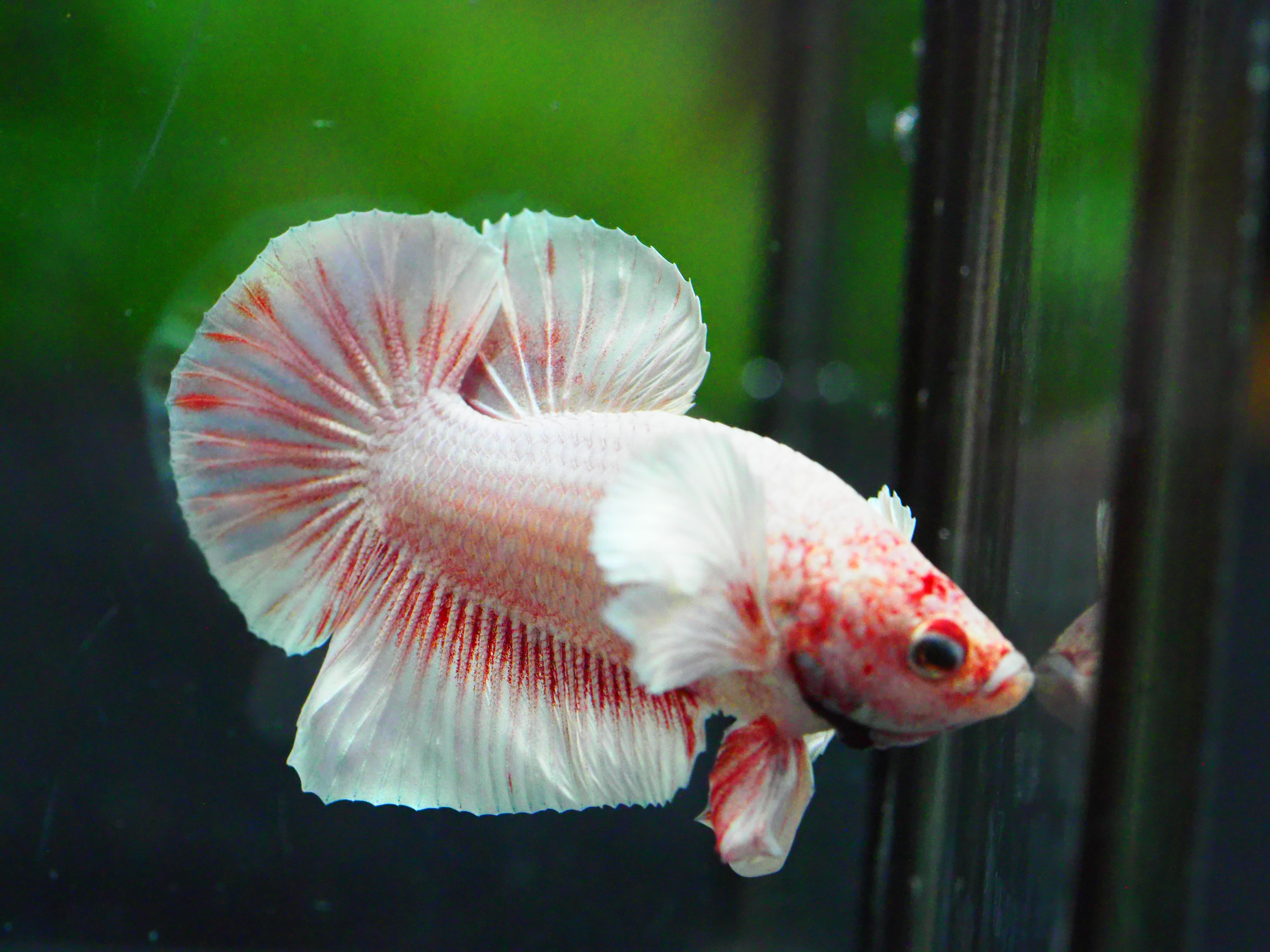 HMPK DUMBO MALE GRADE A +++