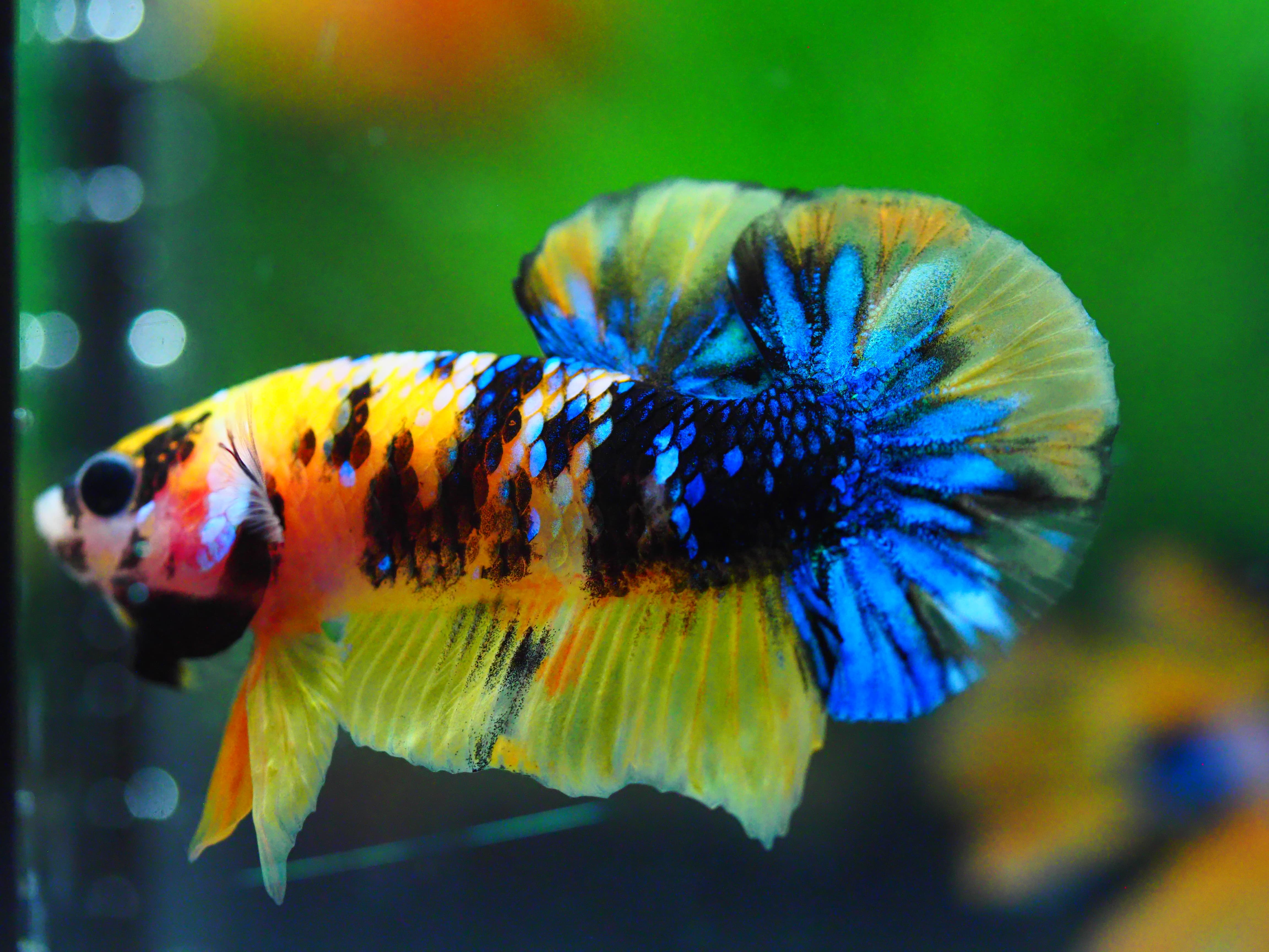 HMPK KOI GALAXY MALE GRADE A +++