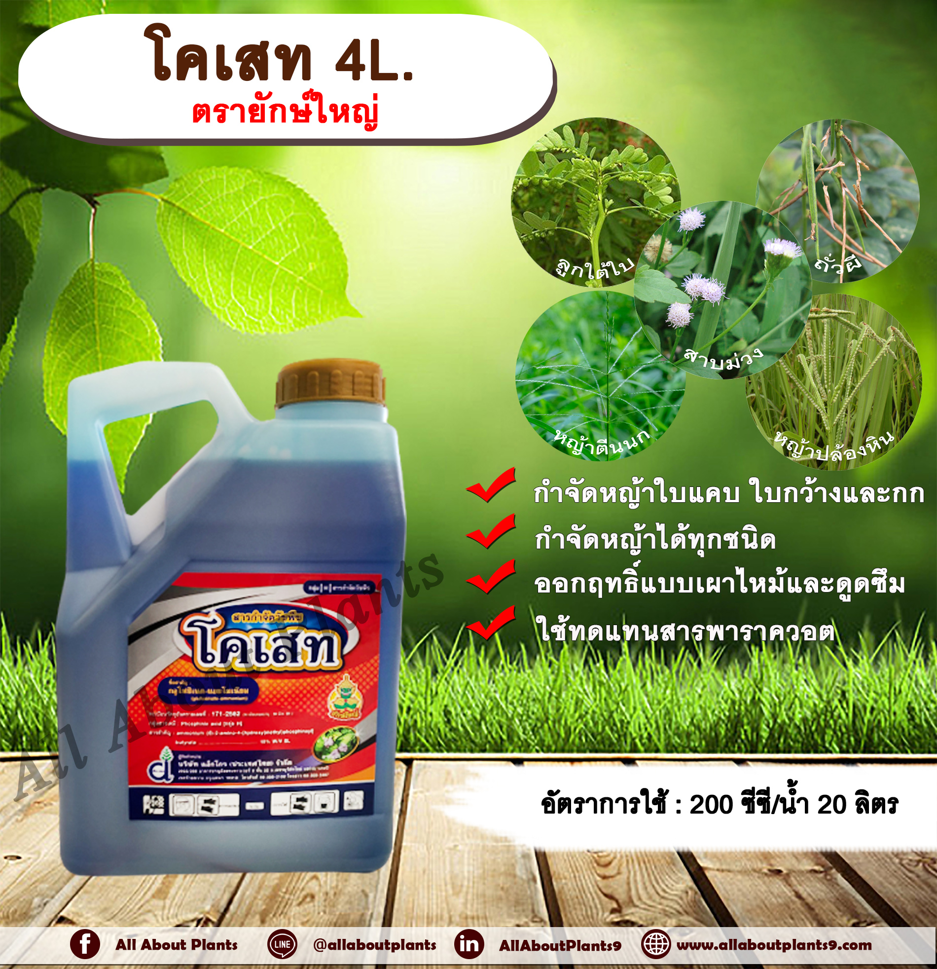 โคเสท 4L. ตรายักษ์ใหญ่ กลูโฟซเนตแอมโมเนียม สารกำจัดวัชพืช กำจัดหญ้าใบแคบ ใบกว้าง กก หญ้าทุกชนิด allaboutplants ชิ้น