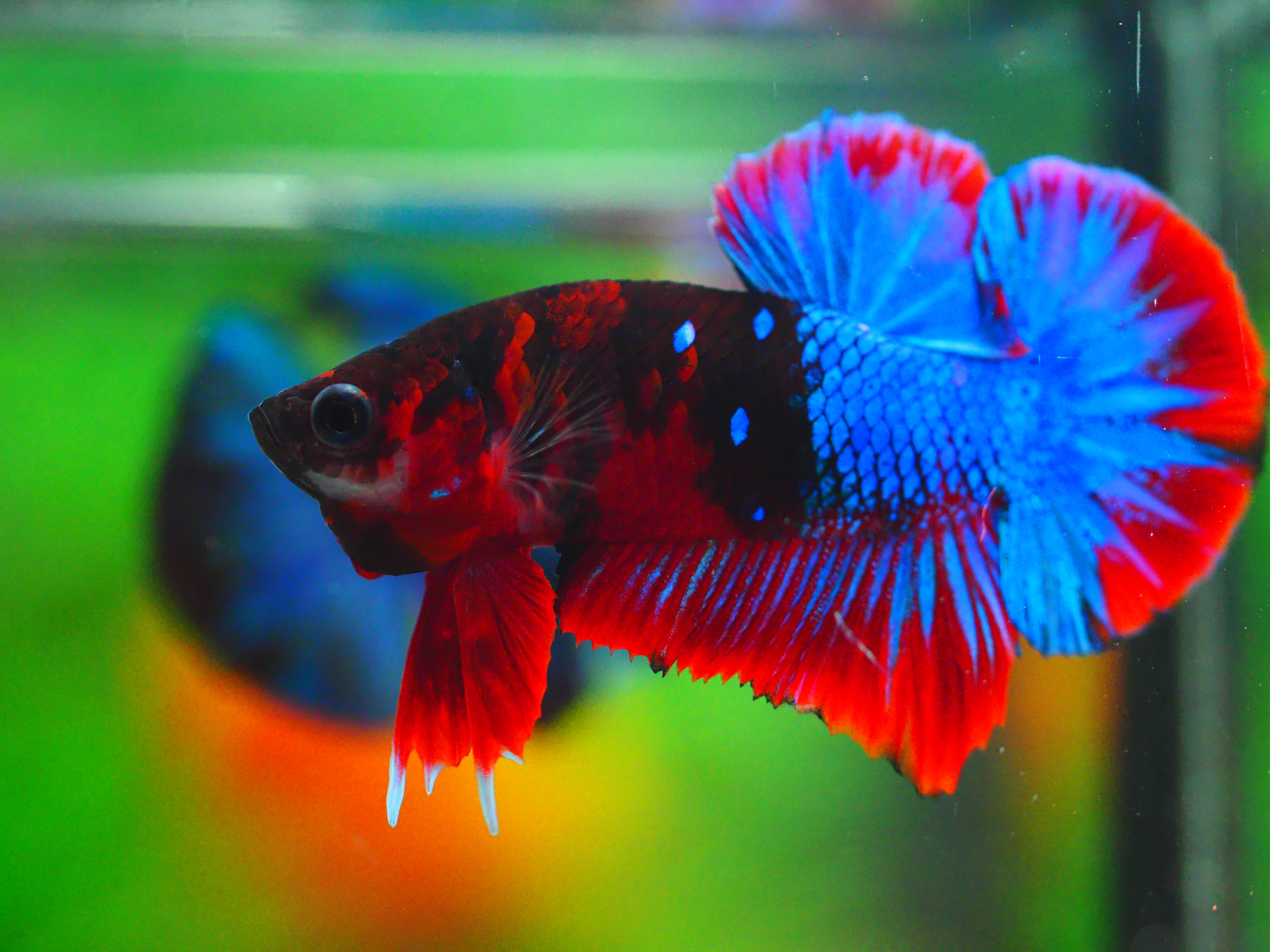 HMPK KOI GALAXY MALE GRADE A +++