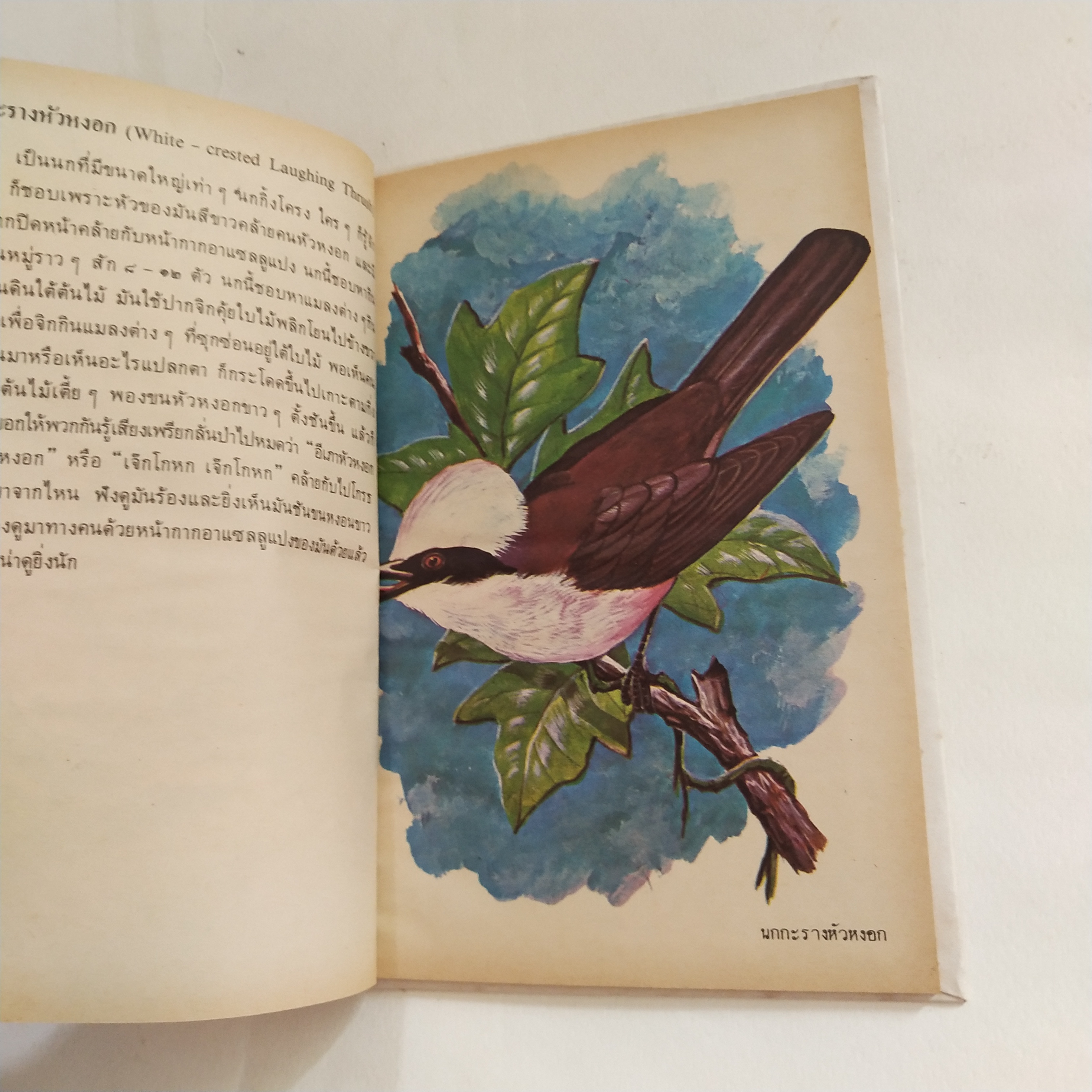 หนังสือเล่มเล็ก ชุดความรู้ไทย ขององค์การค้าของคุรุสภา นกสวน โดย นายแพทย์บุญส่ง เลขะกุล พิมพ์ครั้งที่ 2 2526ฤ