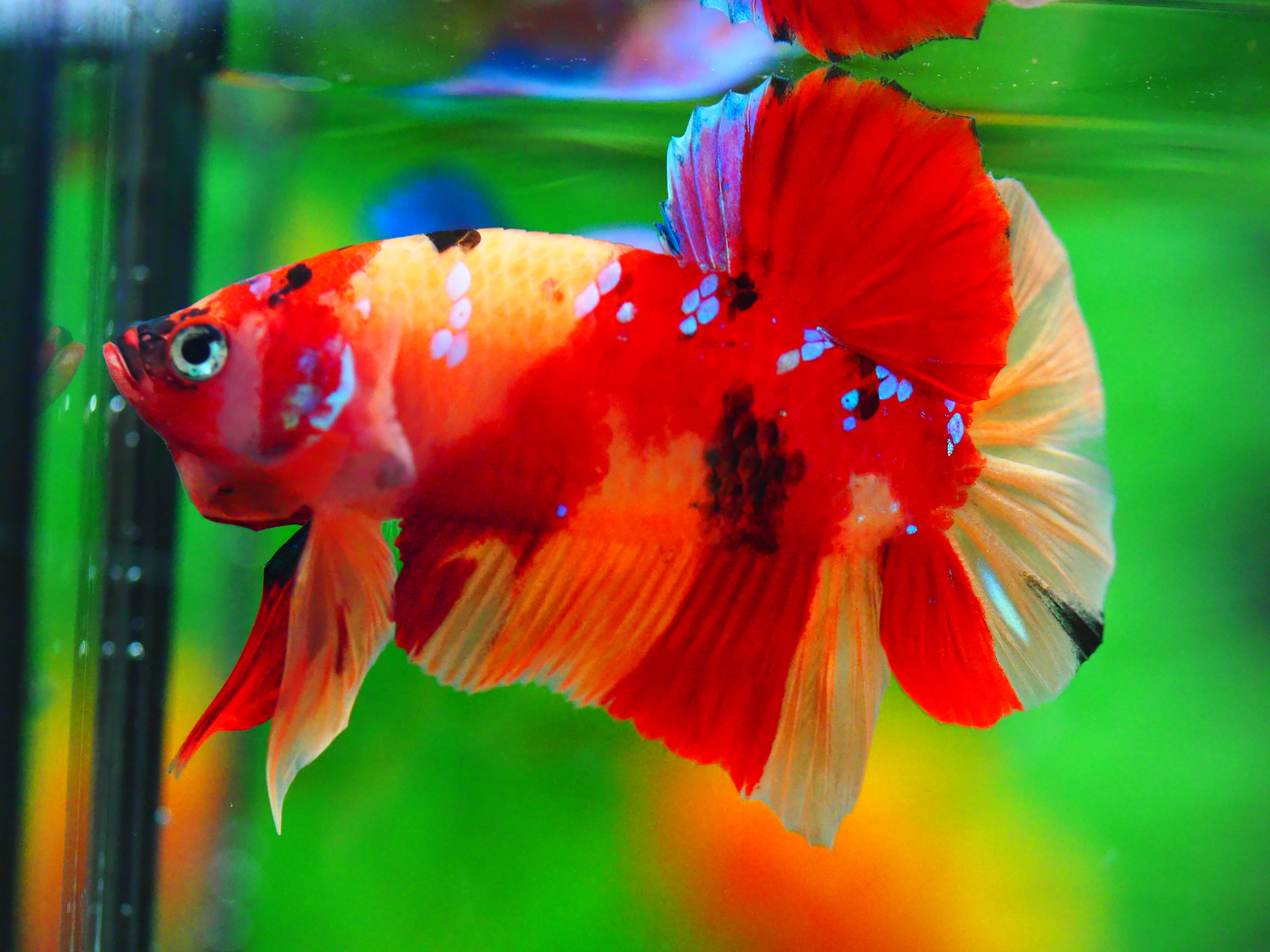 HMPK NEMO MALE GRADE A +++