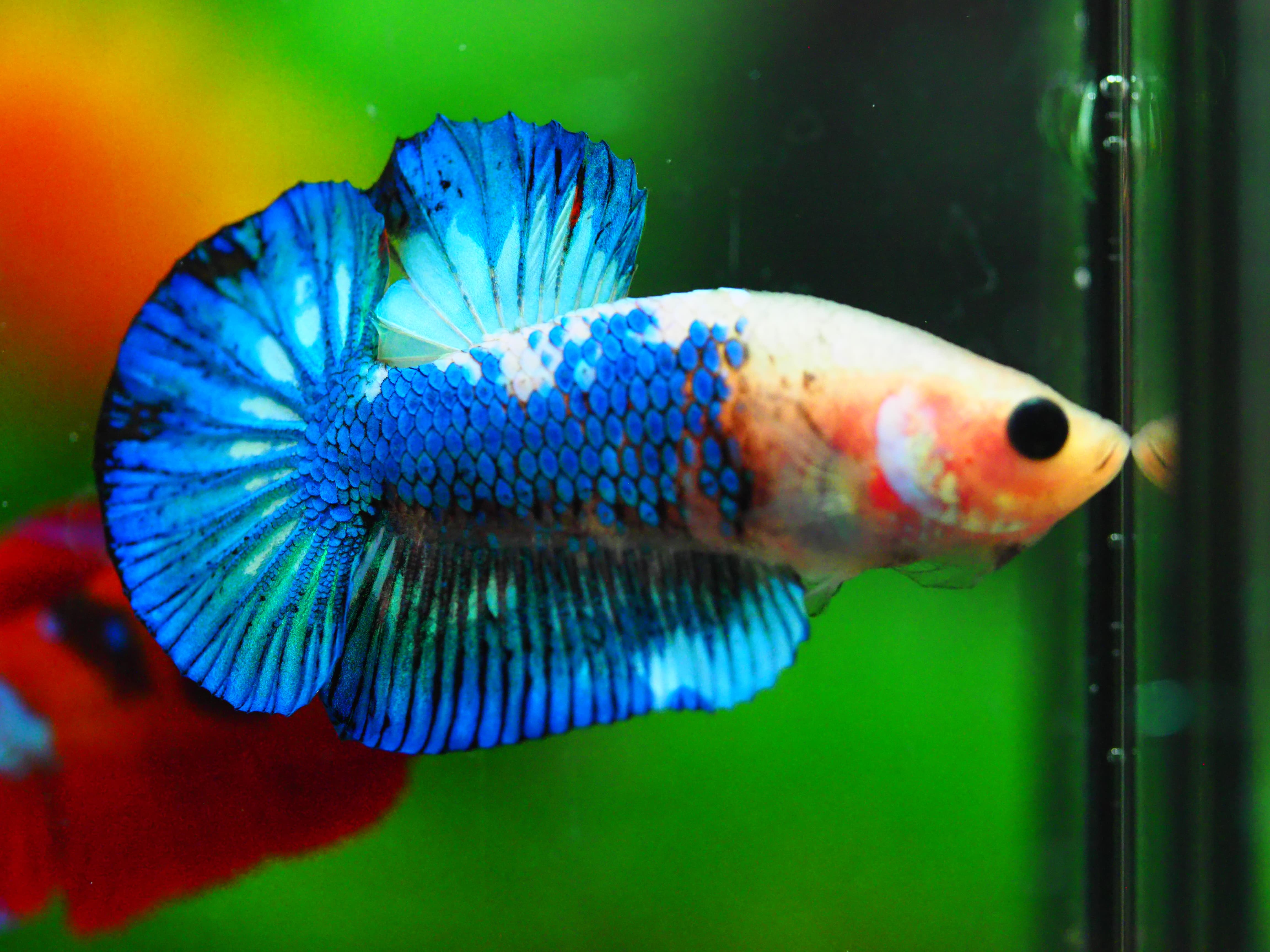 HMPK FANCY MALE GRADE A +++