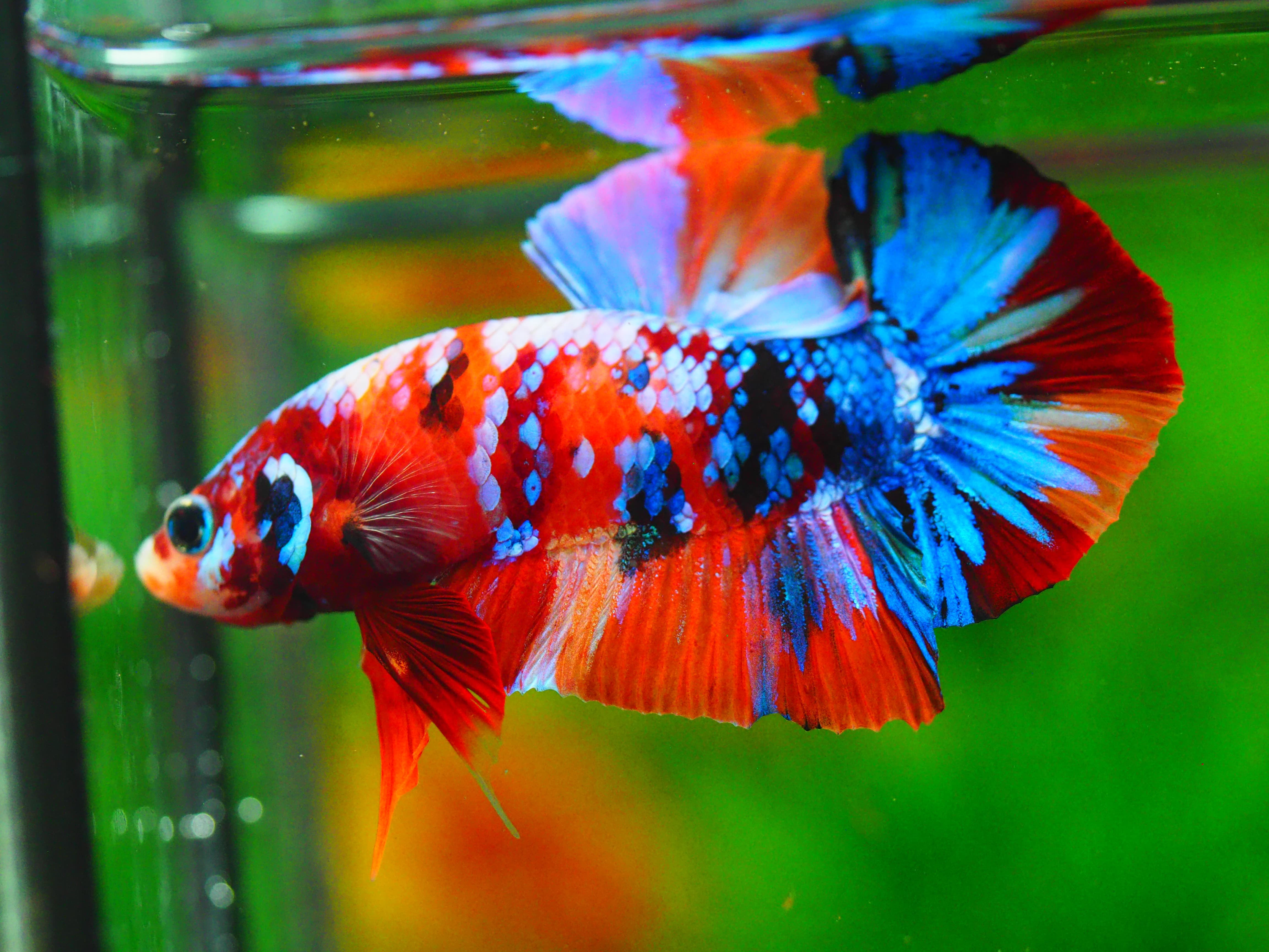 HMPK NEMO GALAXY MALE GRADE A++