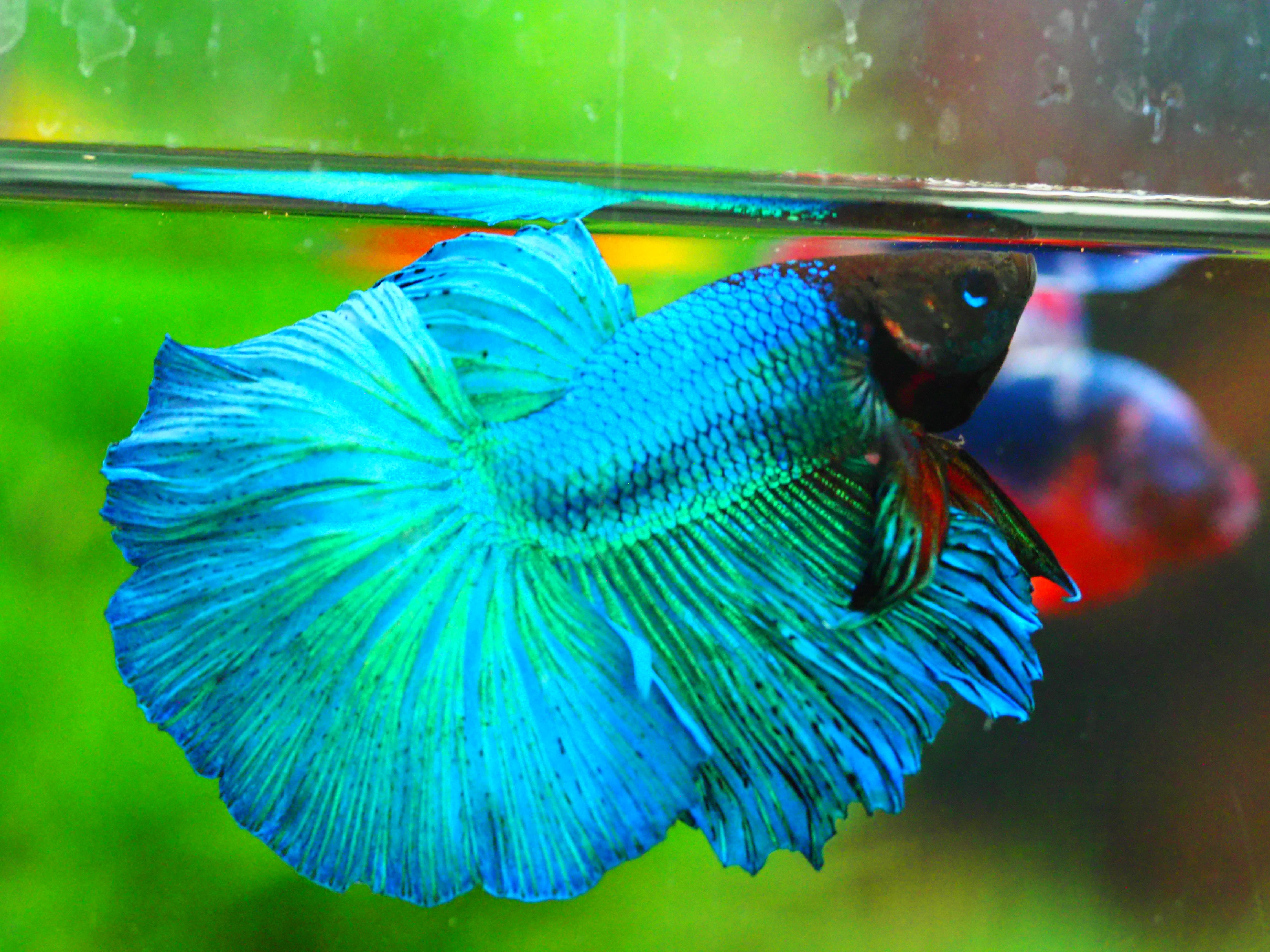 HM FANCY MALE GRADE A +++