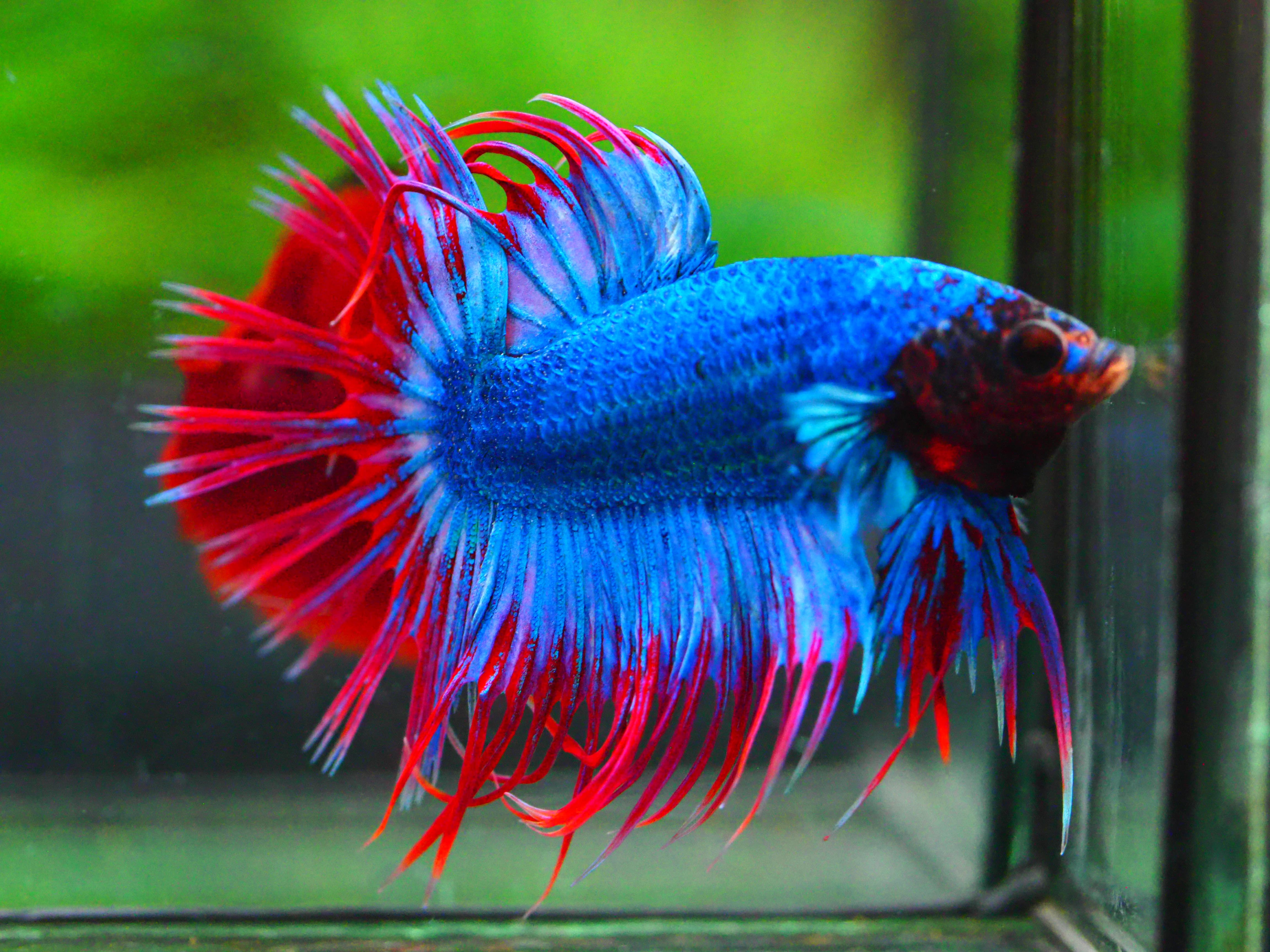 CT FANCY MALE GRADE A +++