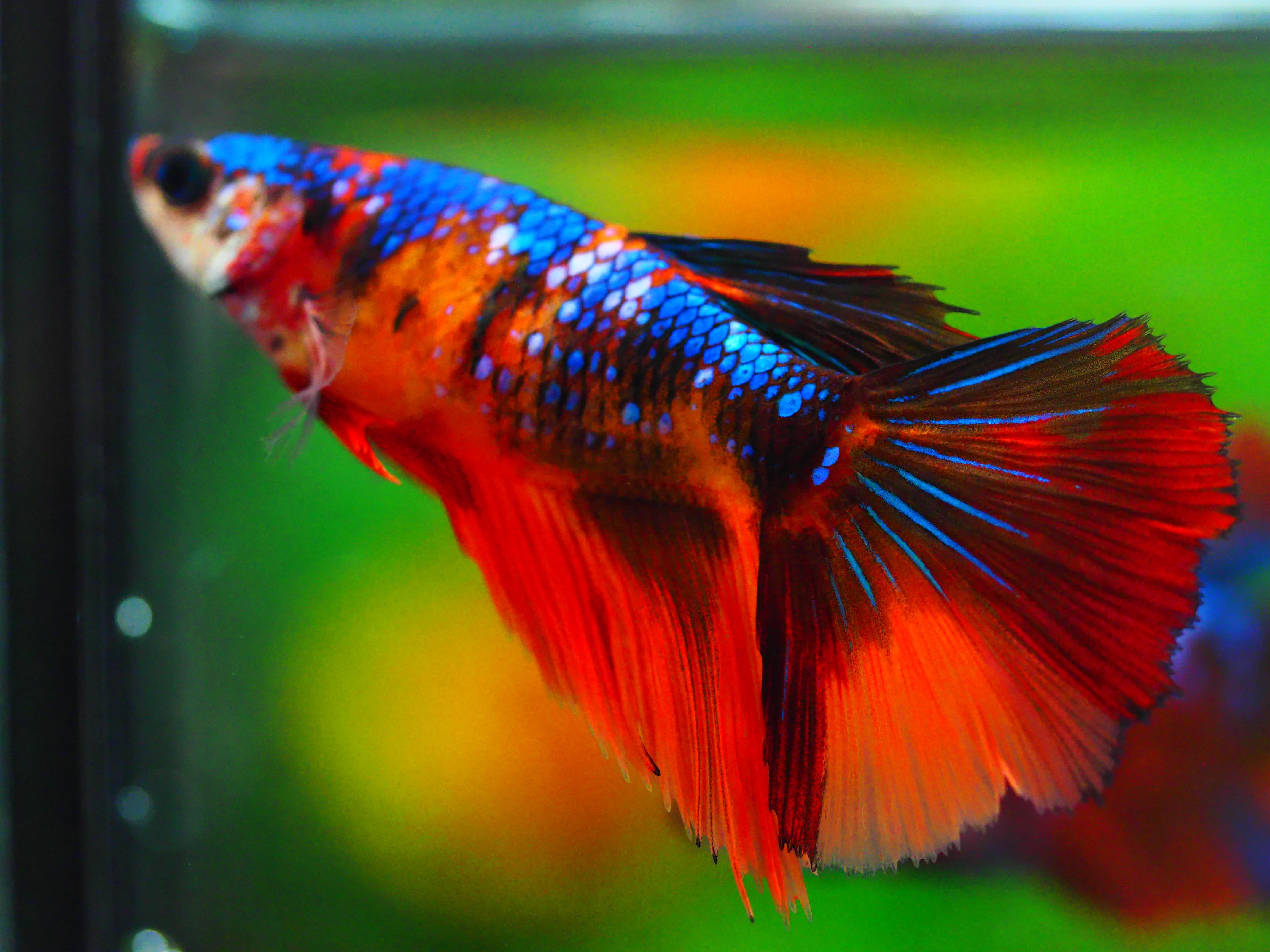 HM NEMO GALAXY FNMALE GRADE A +++