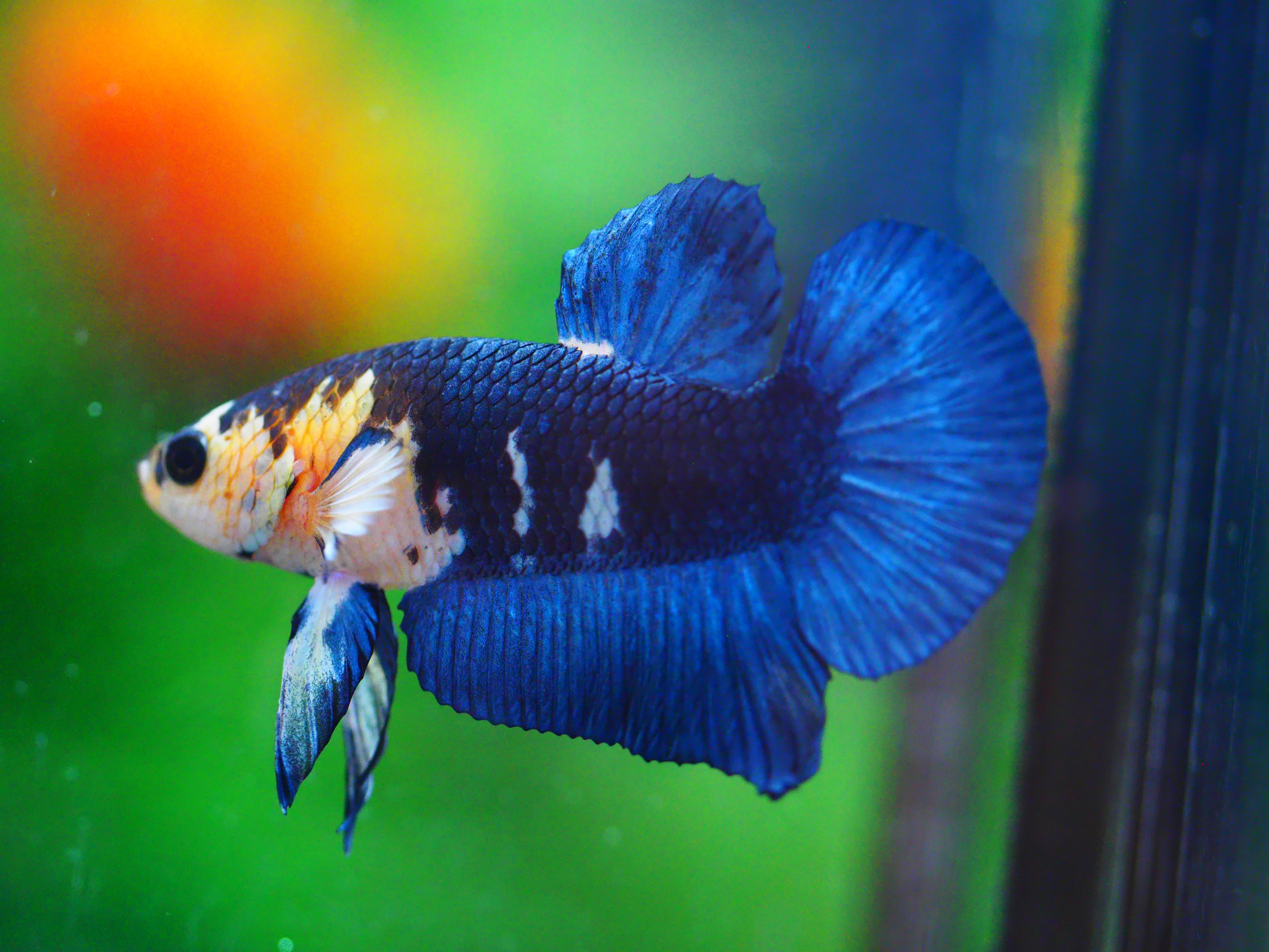 HMPKFANCY MALE GRADE A +++