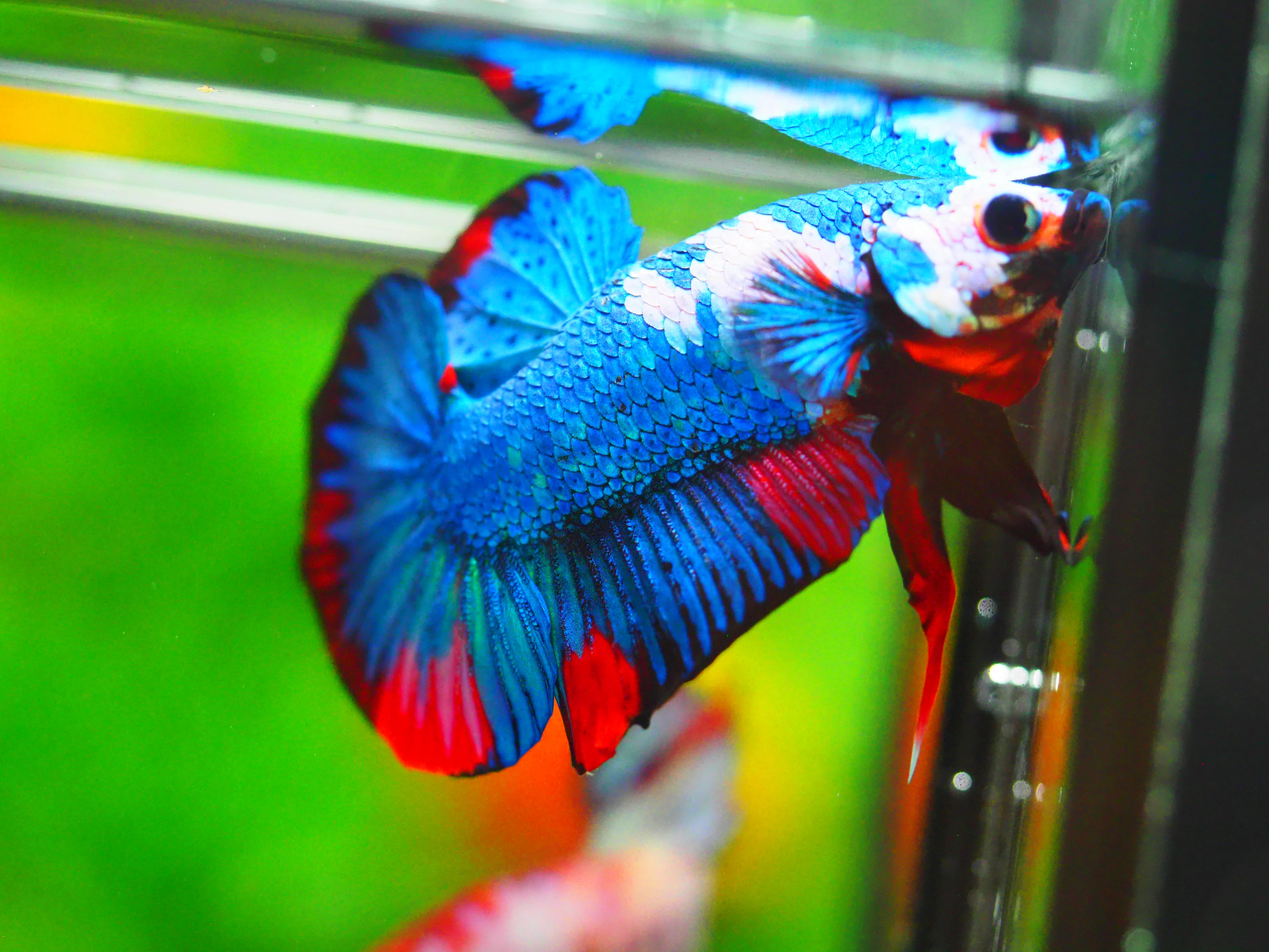 HMPK KOI GALAXY MALE GRADE A +++