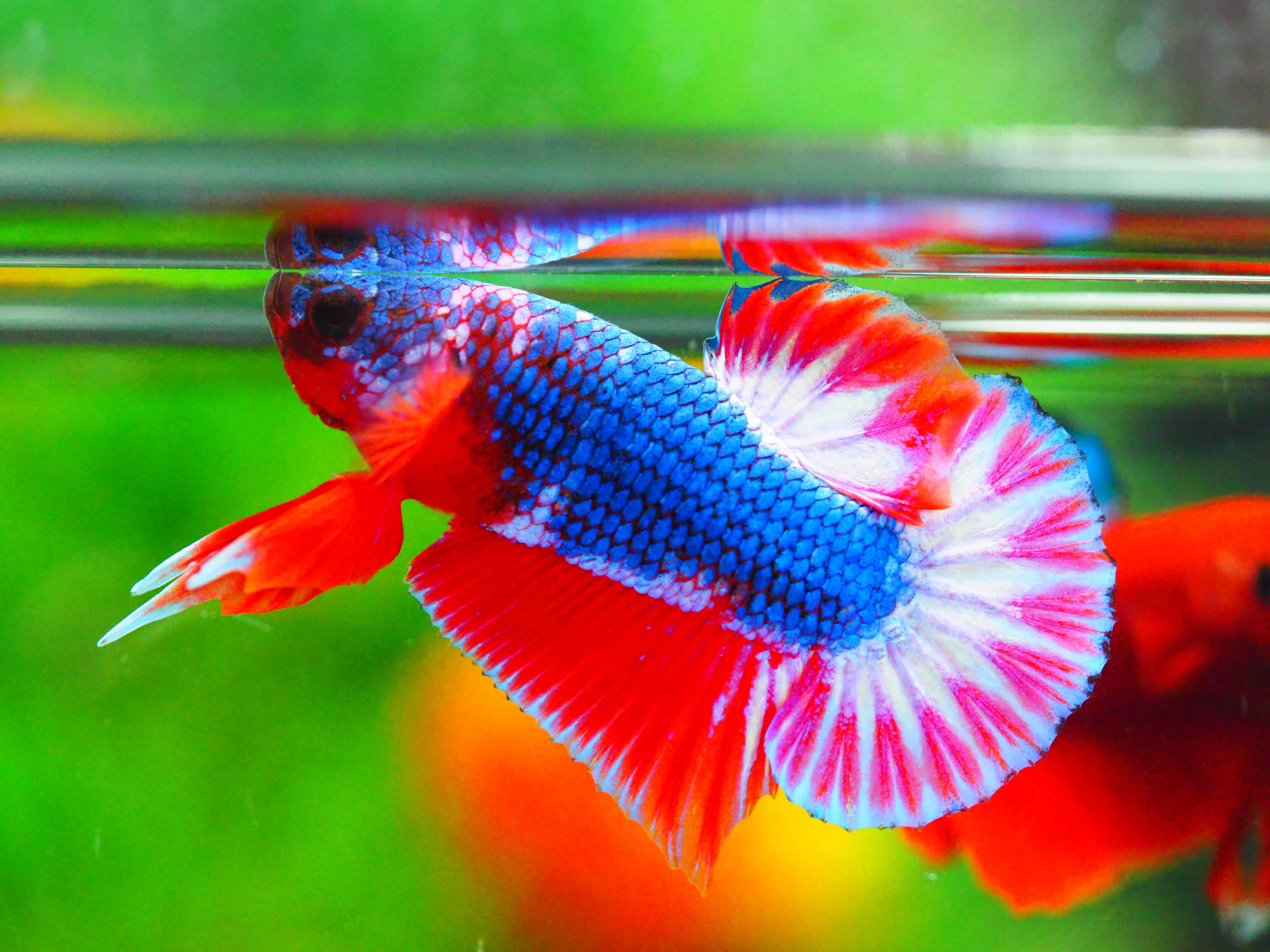 HMPK THAILAND MALE GRADE A +++++