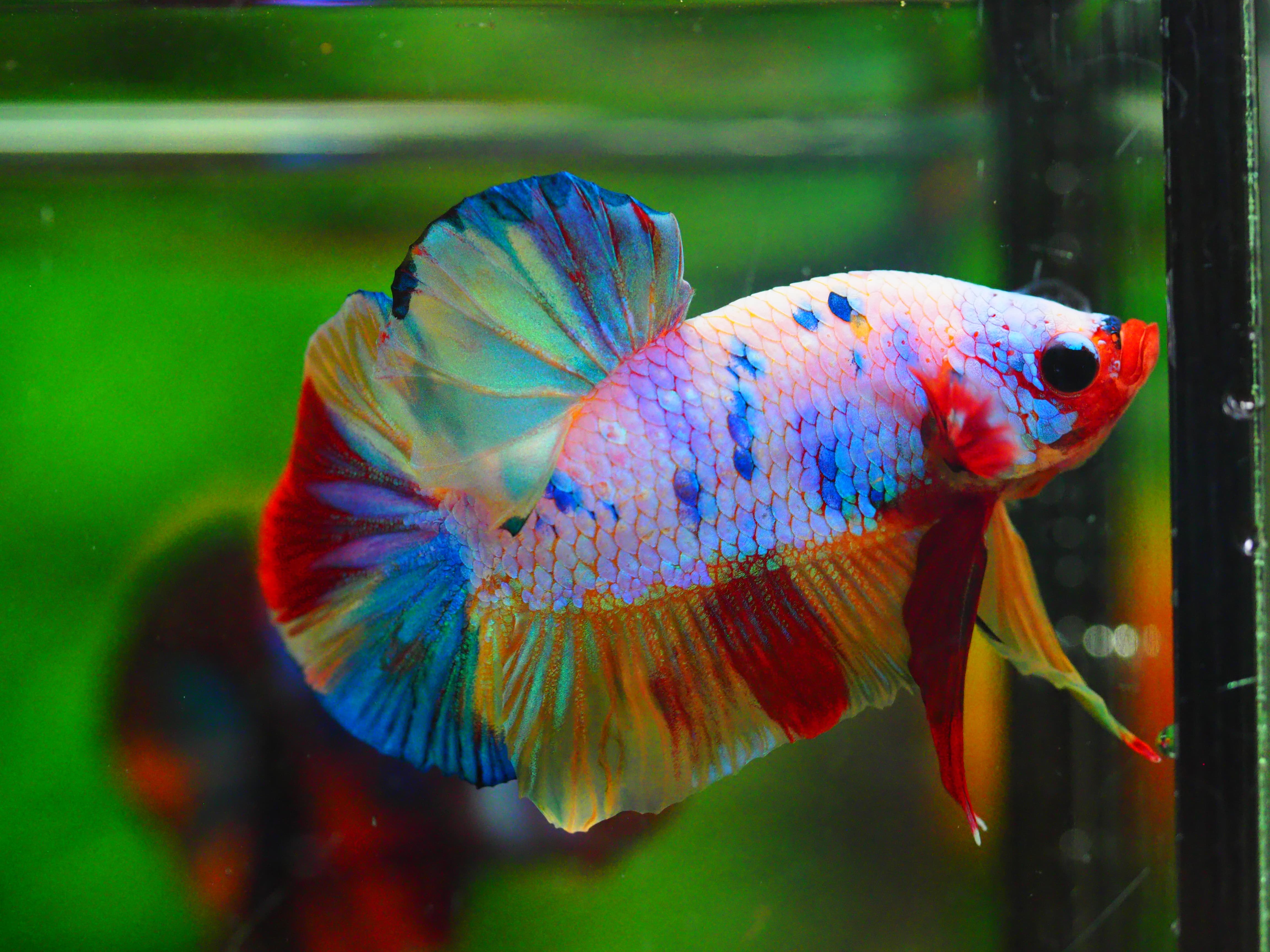 HMPK CANDY MALE GRADE A +++