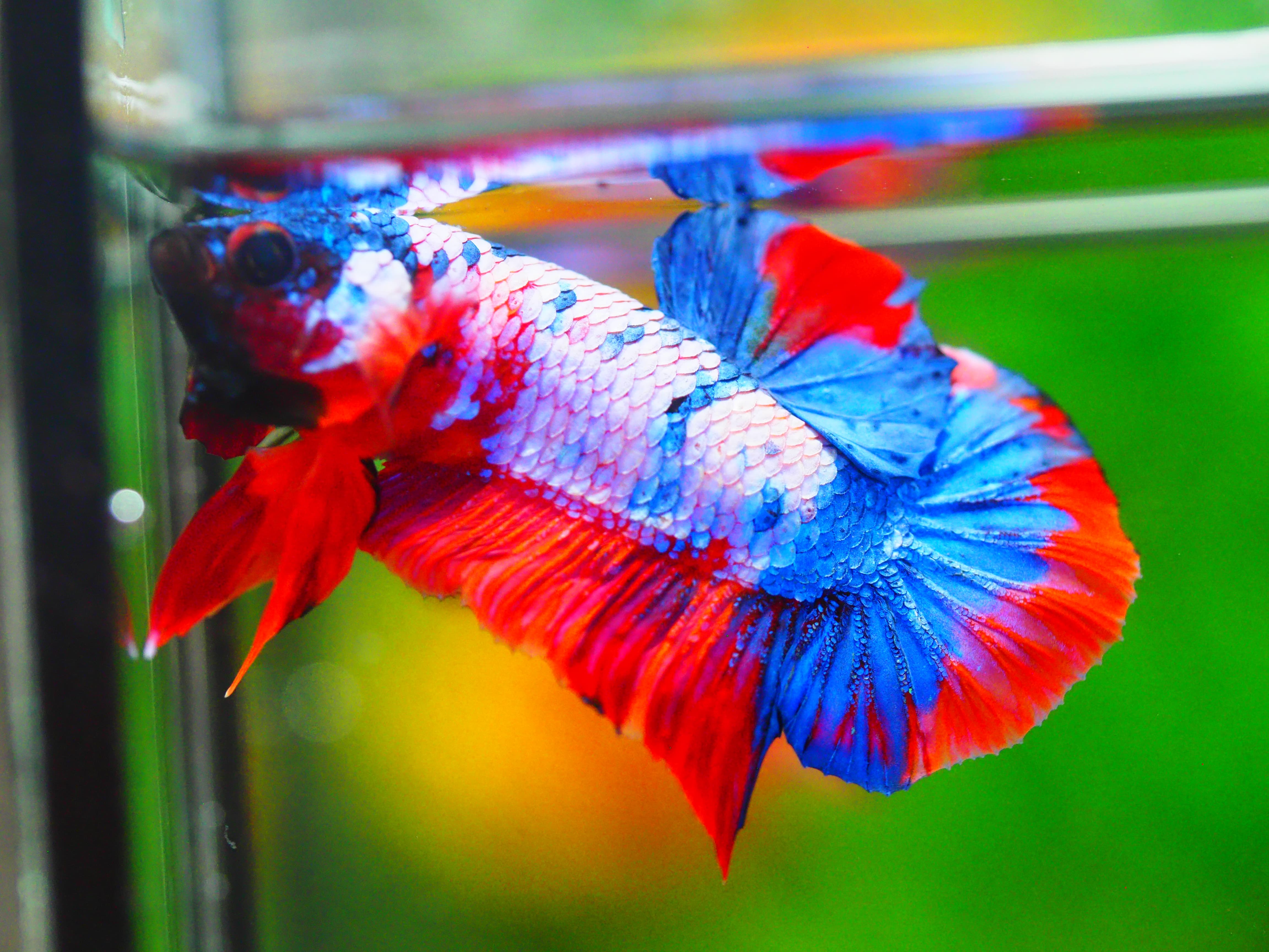 HMPK KOI FANCY MALE GRADE A +++