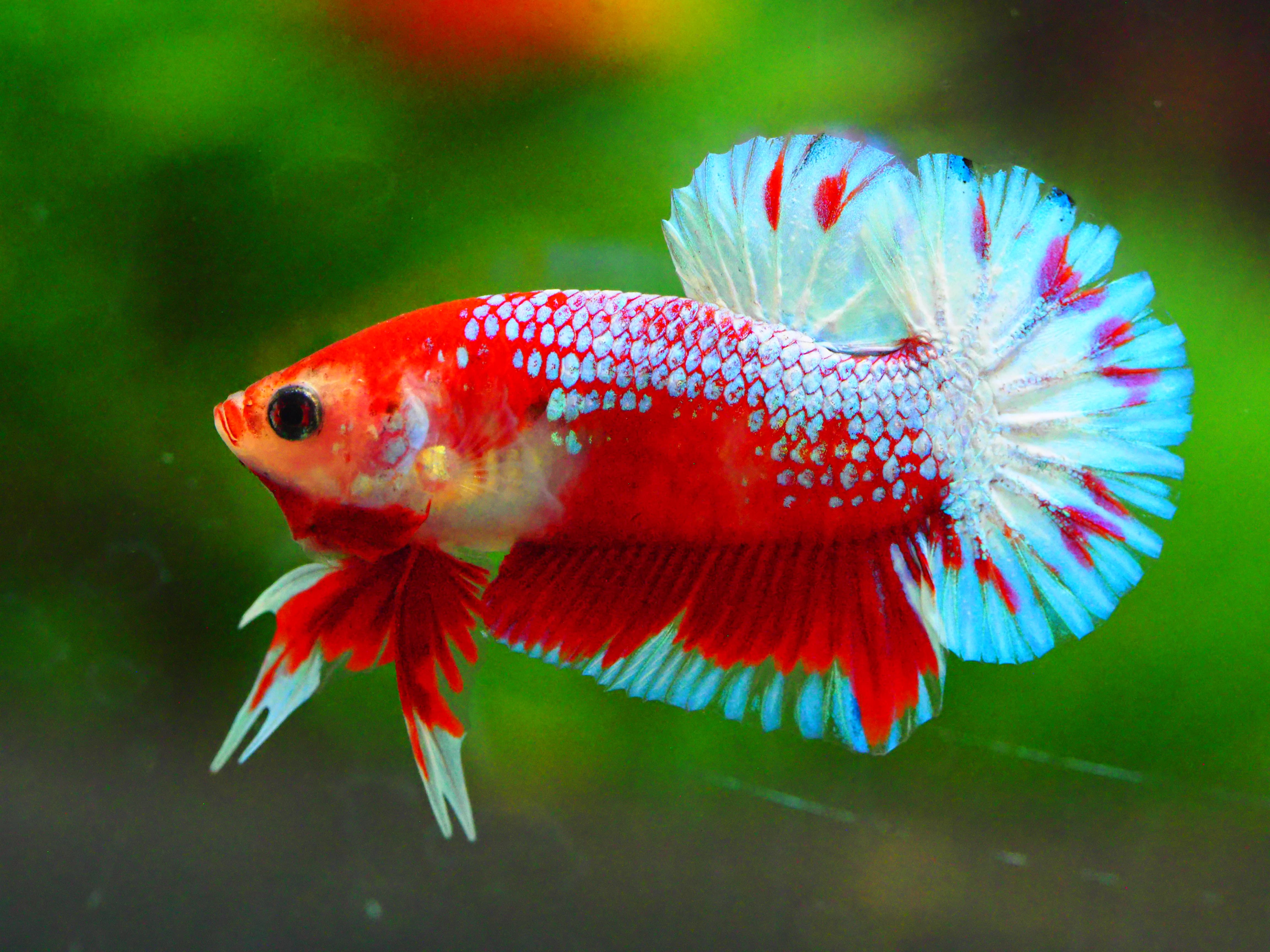 HMPK FANCY MALE GRADE A +++