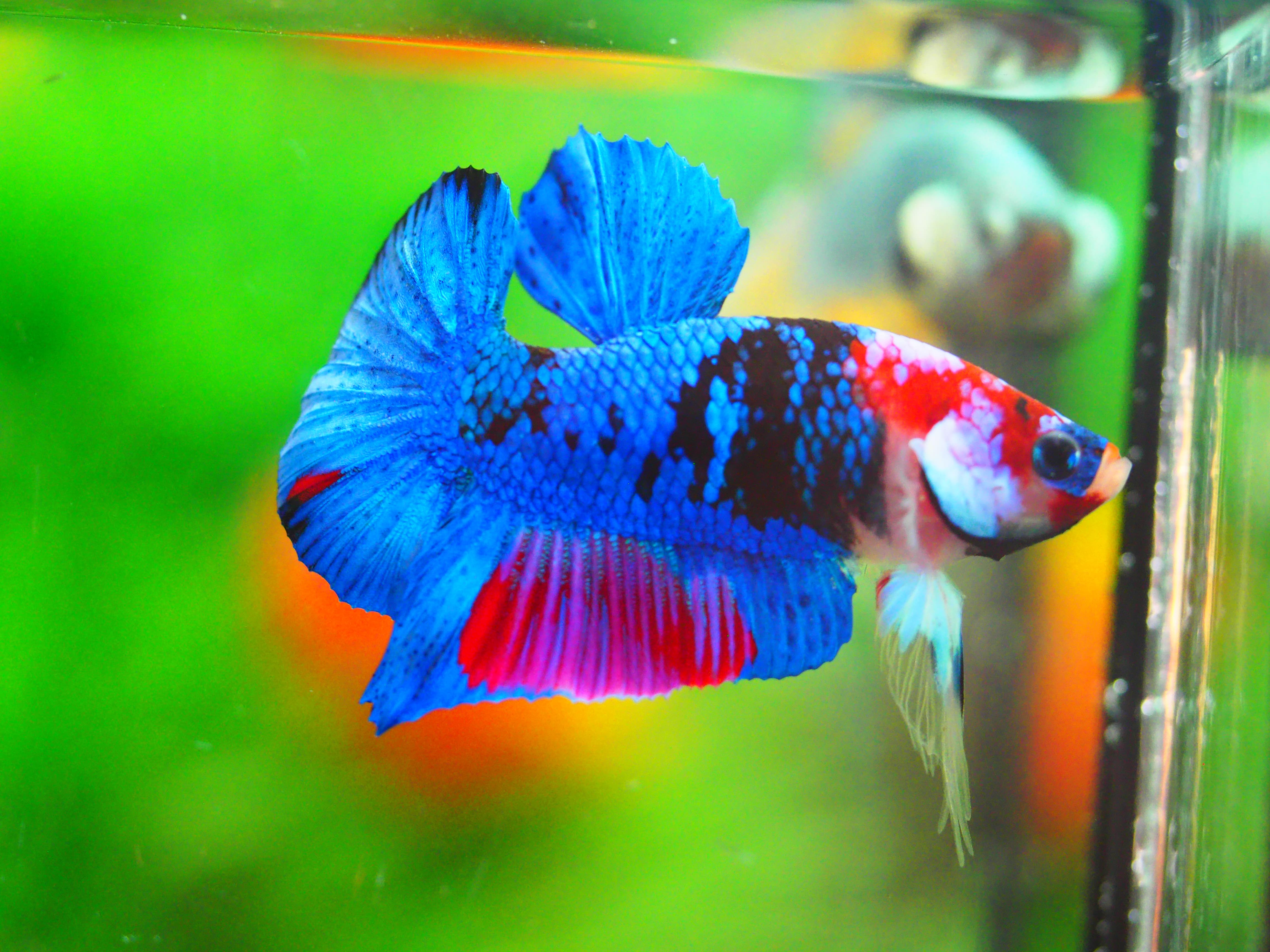 HMPK KOI GALAXY MALE GRADE A +++