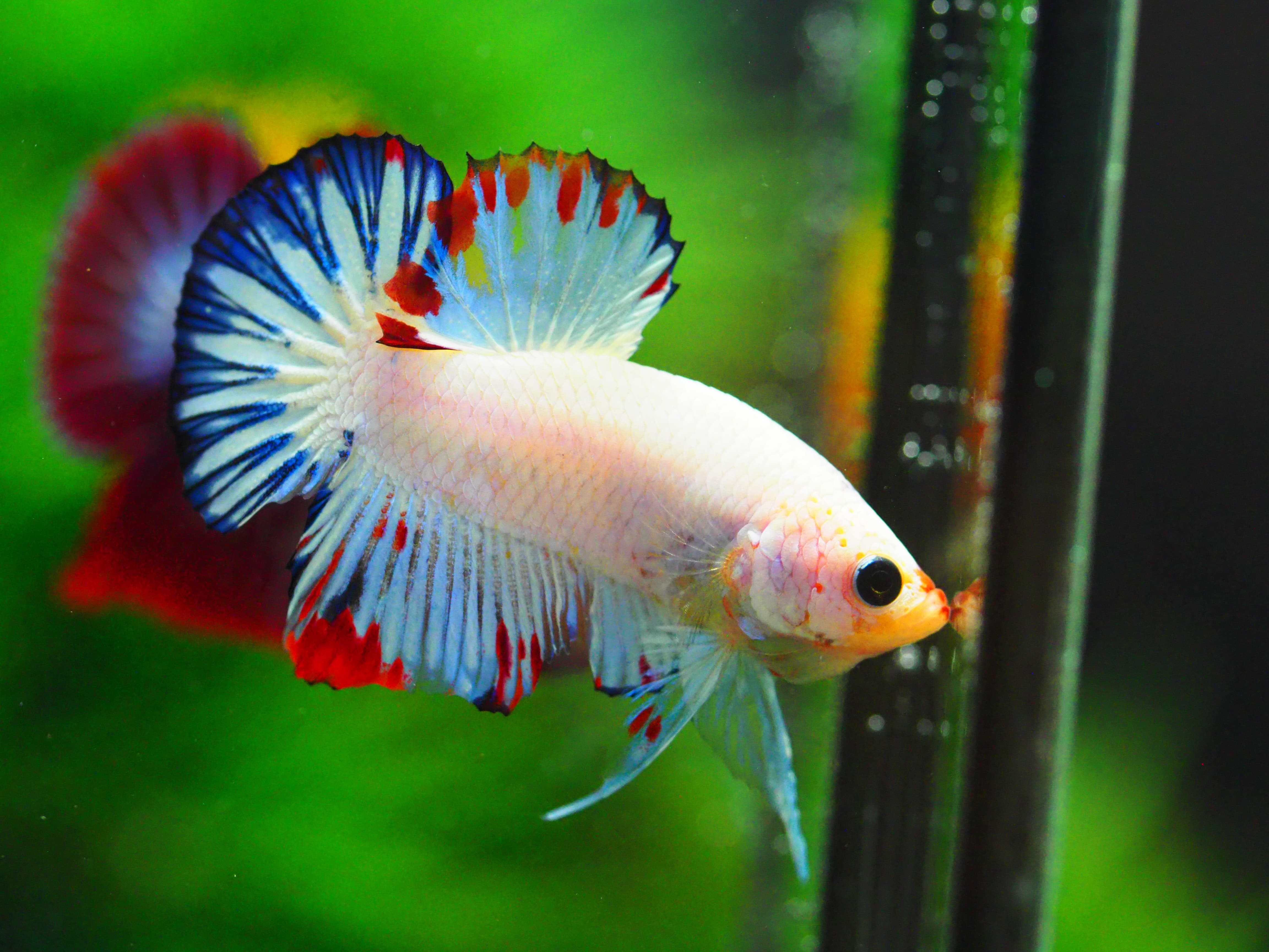 HMPK FANCY MALE GRADE A +++