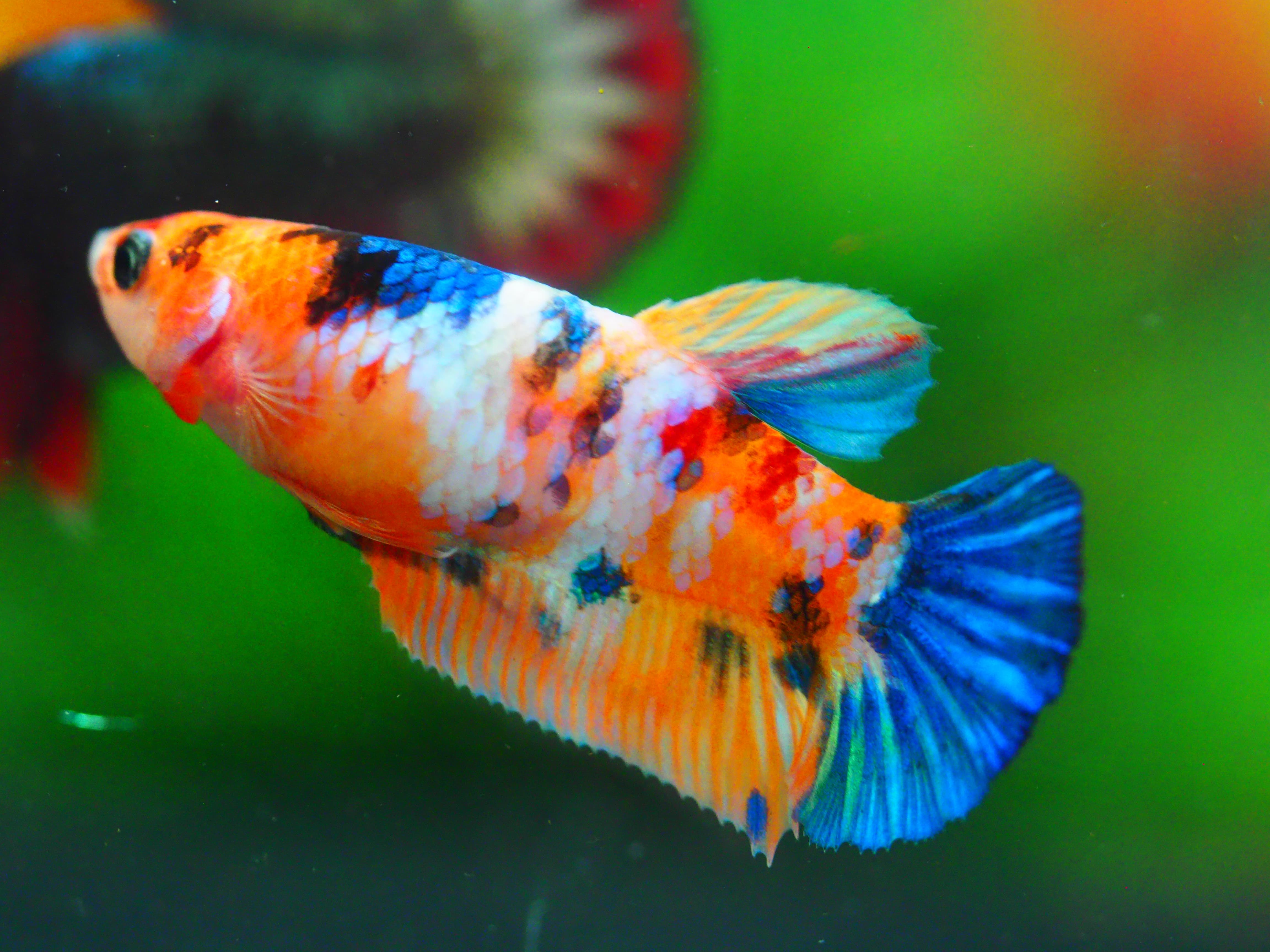 HMP KOI GALAXY FN MALE GRADE A +++