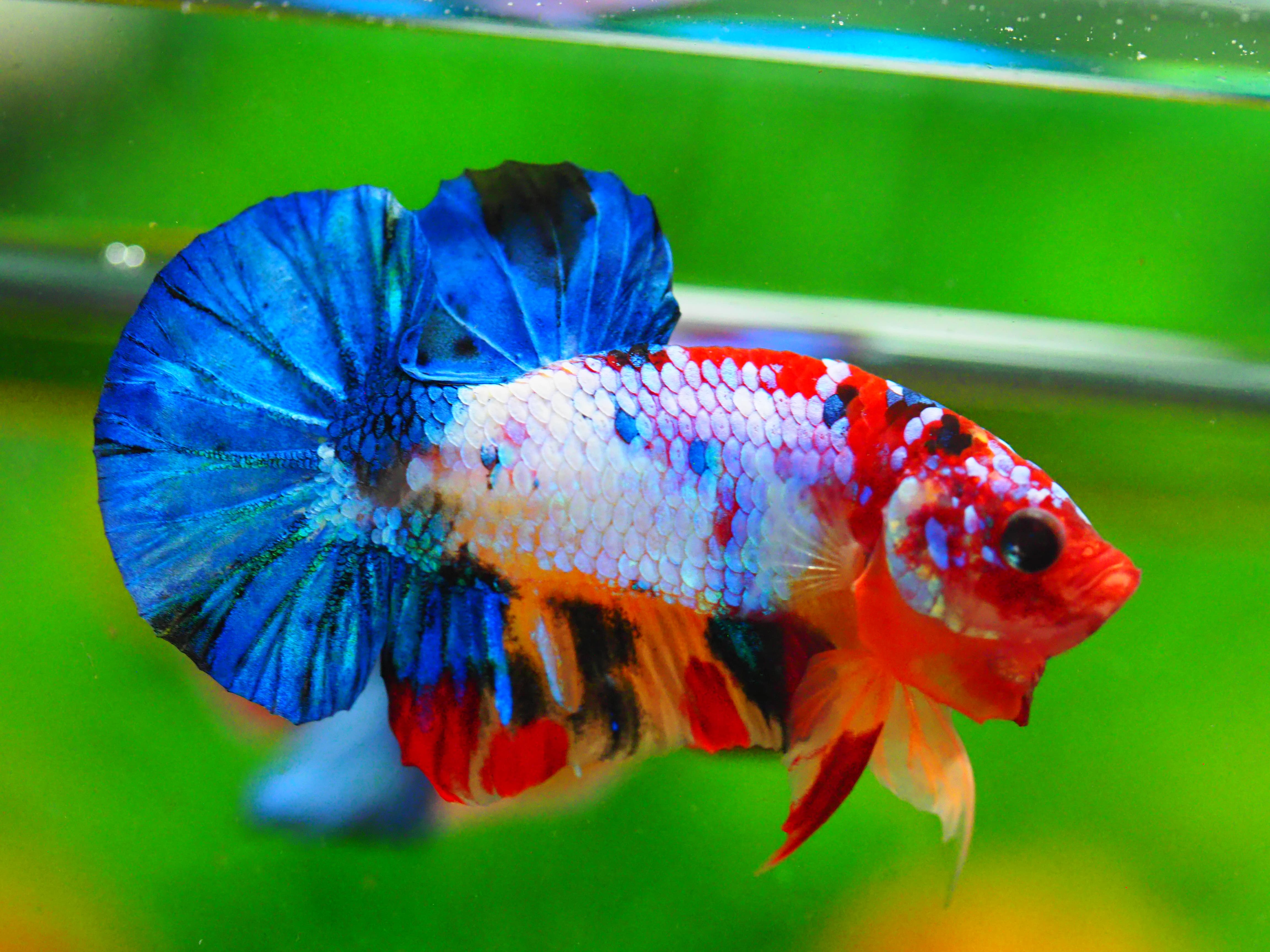 HMPK KOI GALAXY MALE GRADE A +++