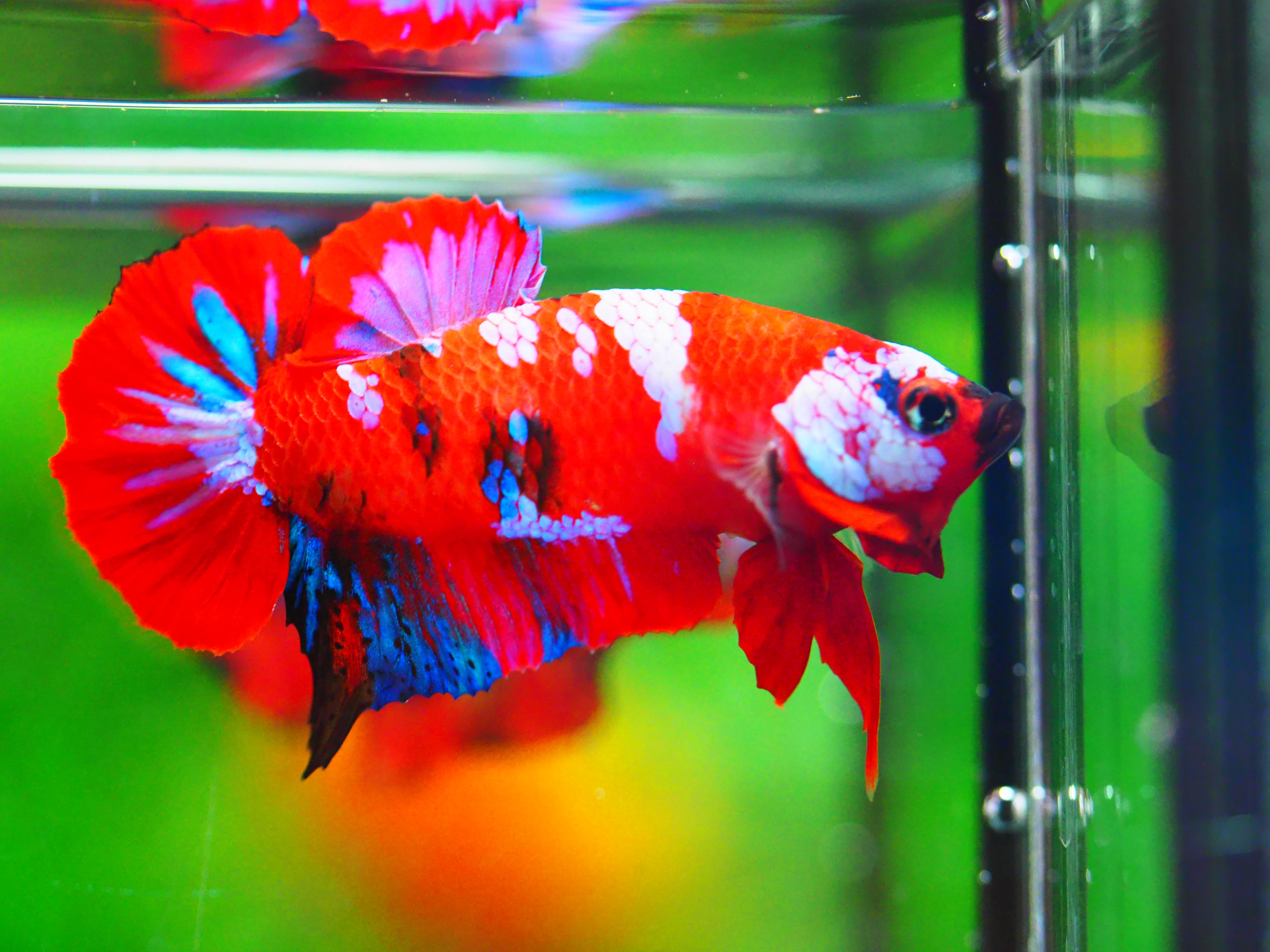 HMPK KOI GALAXY MALE GRADE A +++