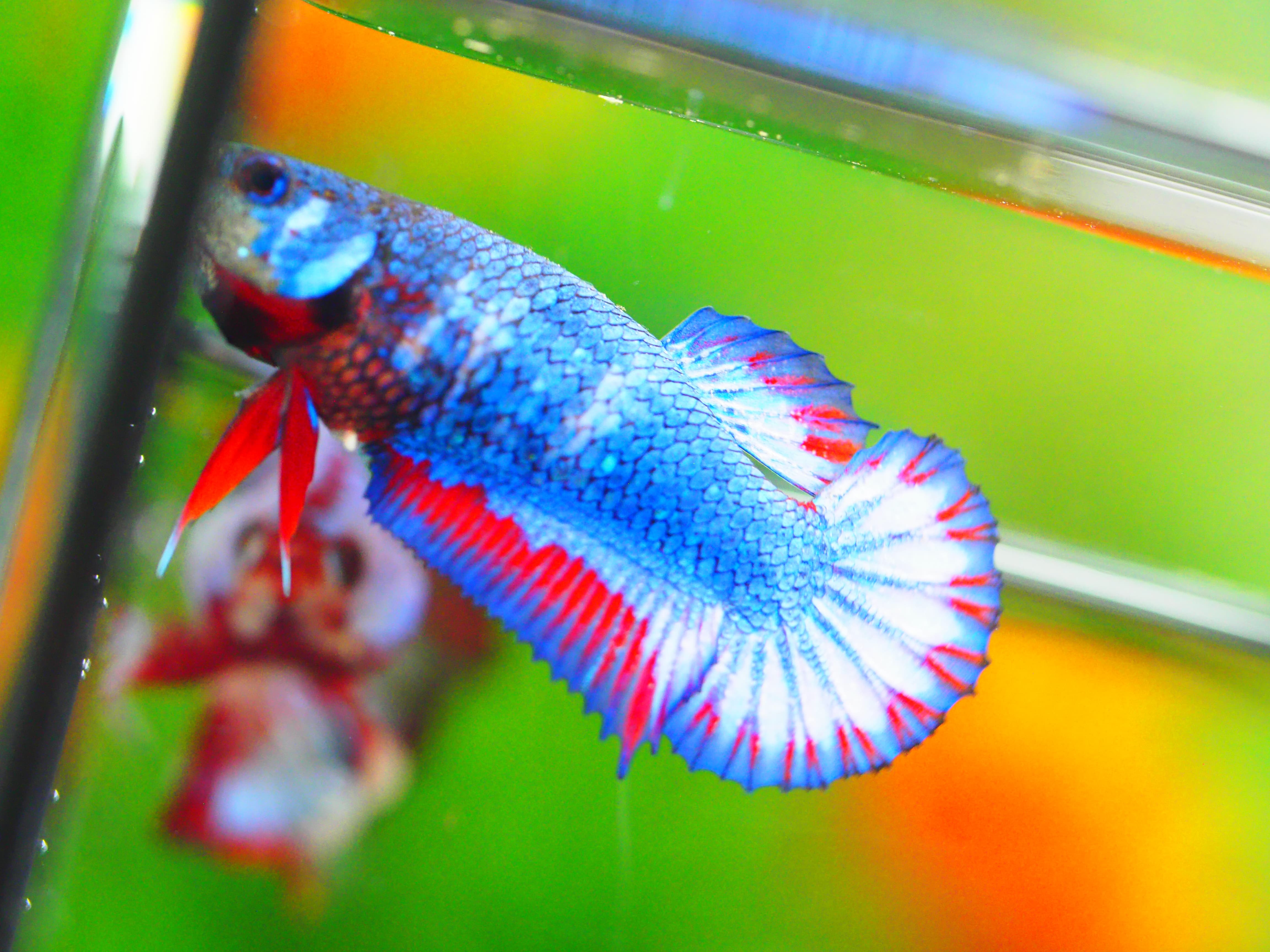 HMPK THAILAND FEMALE GRADE A +++