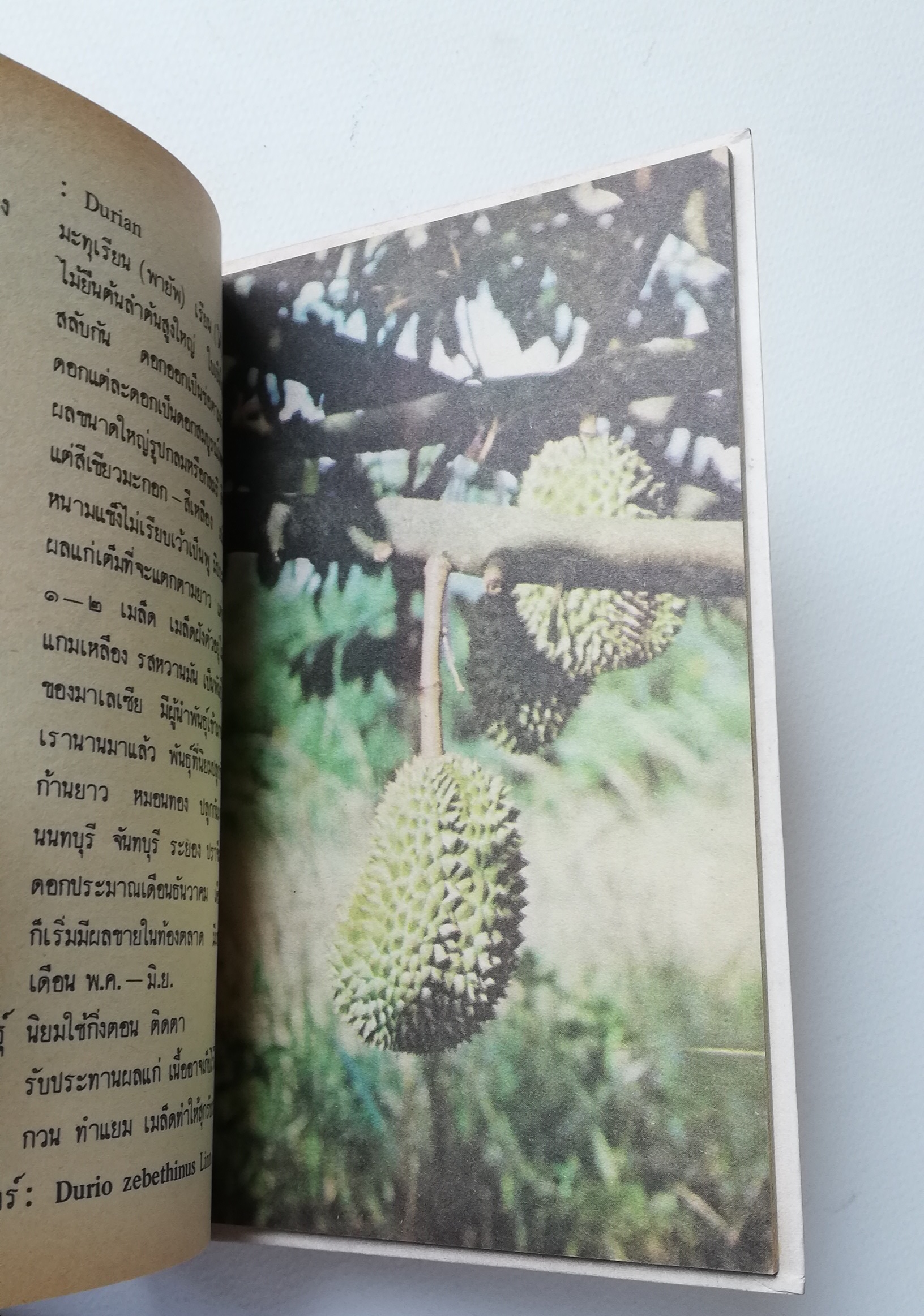 มีหลายภาพ, หนังสือชุดความรู้ไทยขององค์การค้าคุรุสภา "ผลไม้เมืองไทย" โดย ทวีศักดิ์ บุญเกิด พิมพ์ครั้งที่ 2 ปี 2527