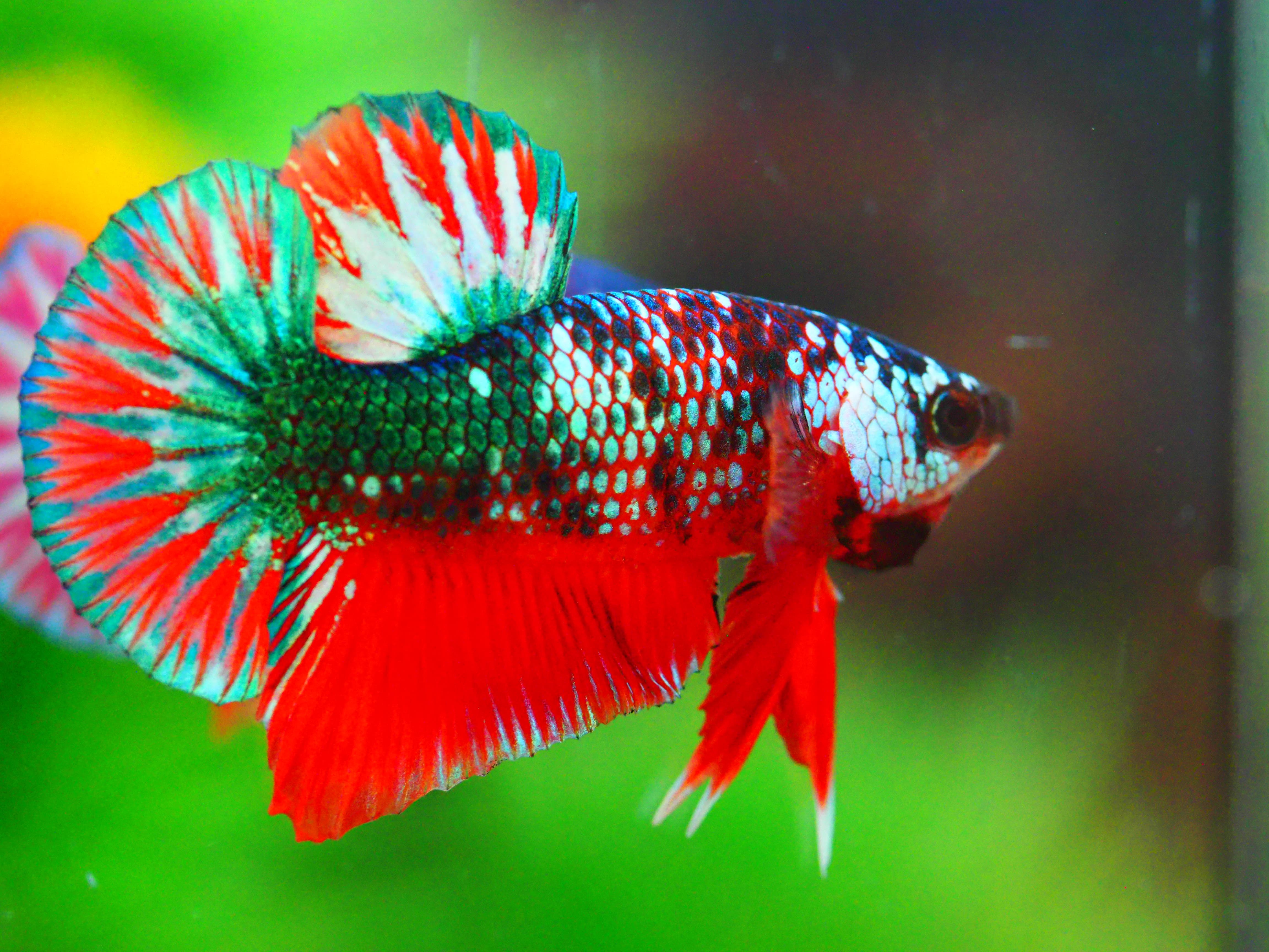 HMPK FANCY MALE GRADE A +++