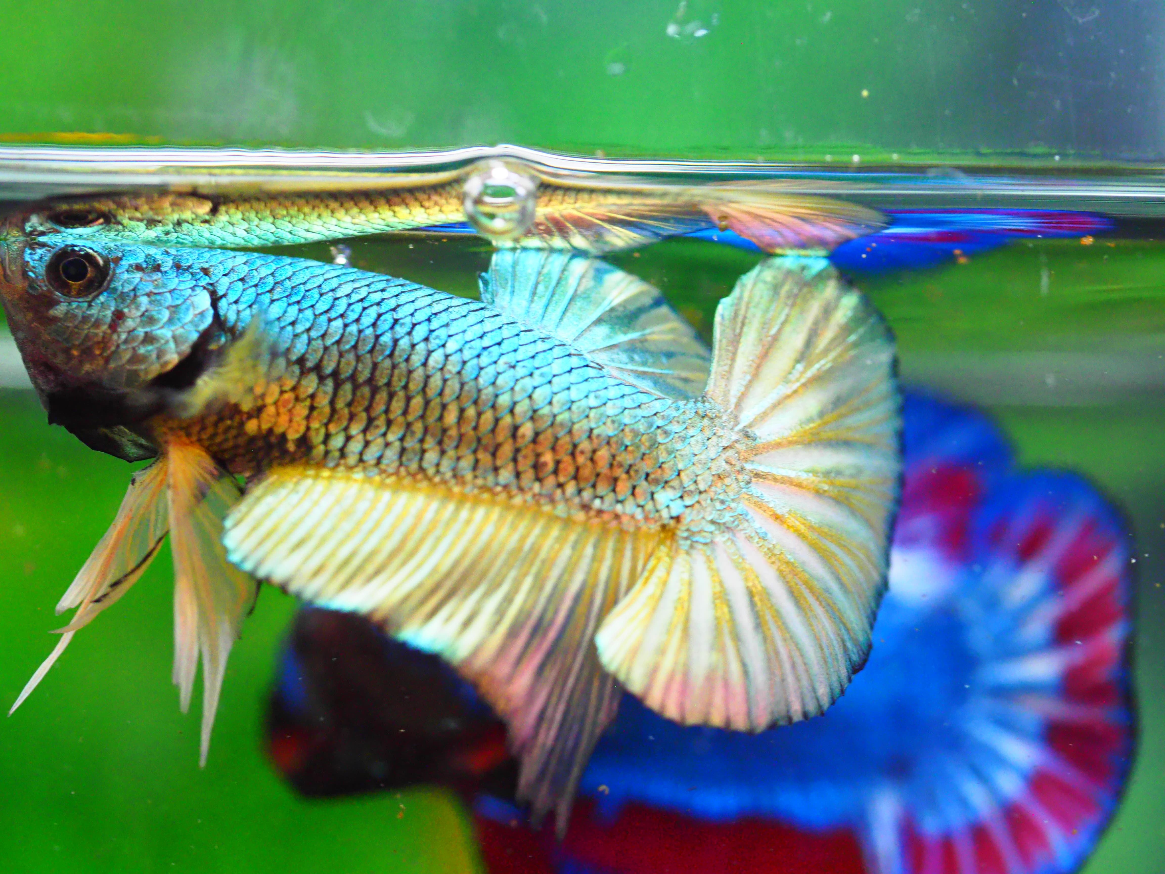 HMPK COPPER FANCY MALE GRADE A +++