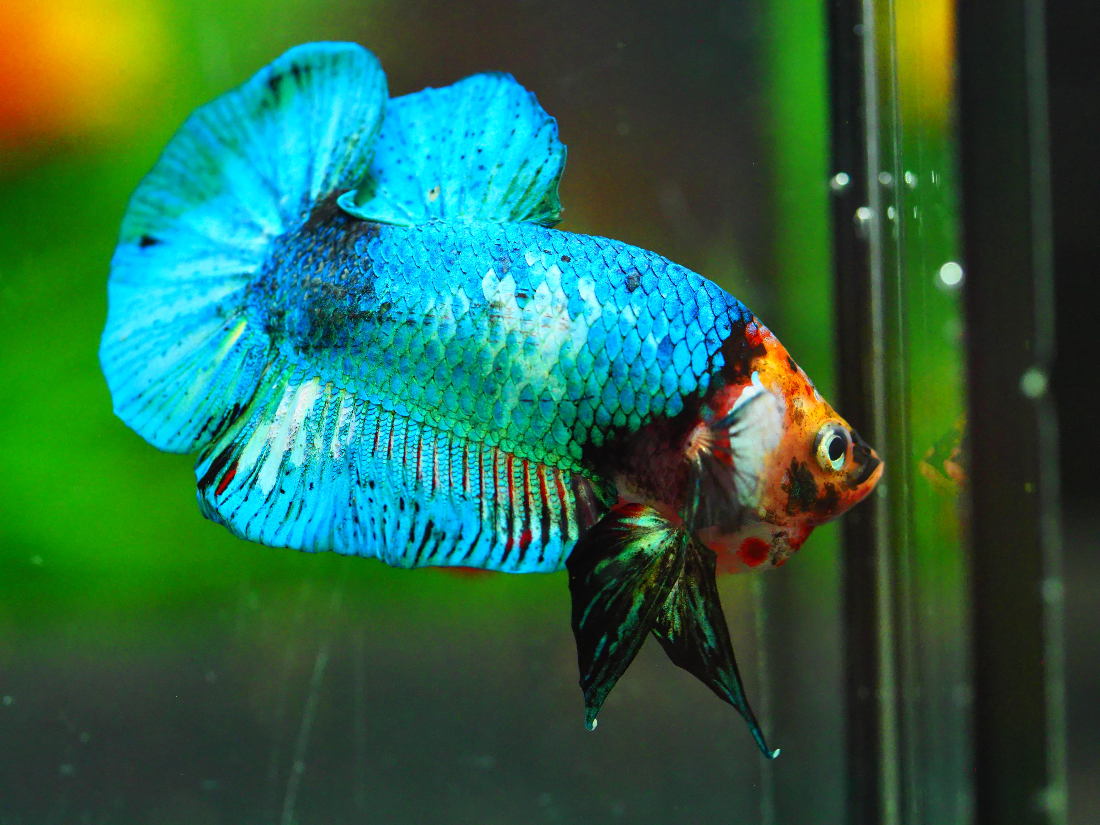 HMPK KOI GALAXY MALE GRADE A +++