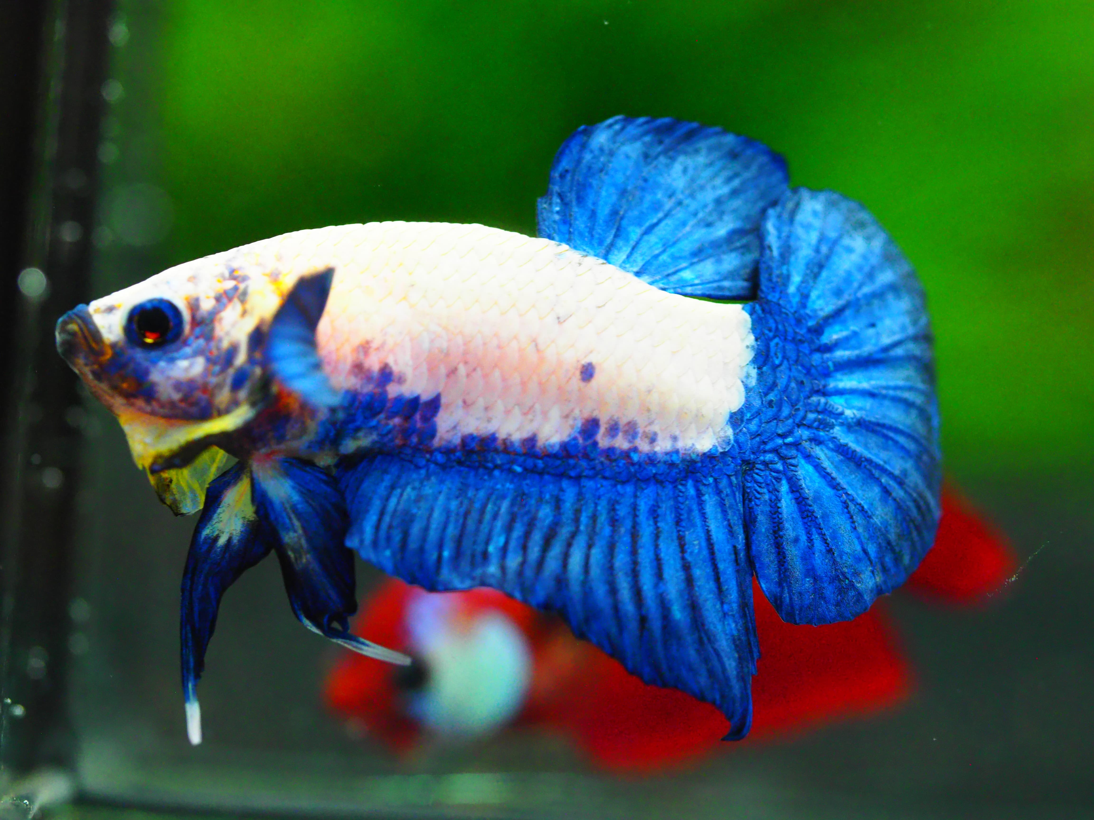 HMPK FANCY MALE GRADE A +++