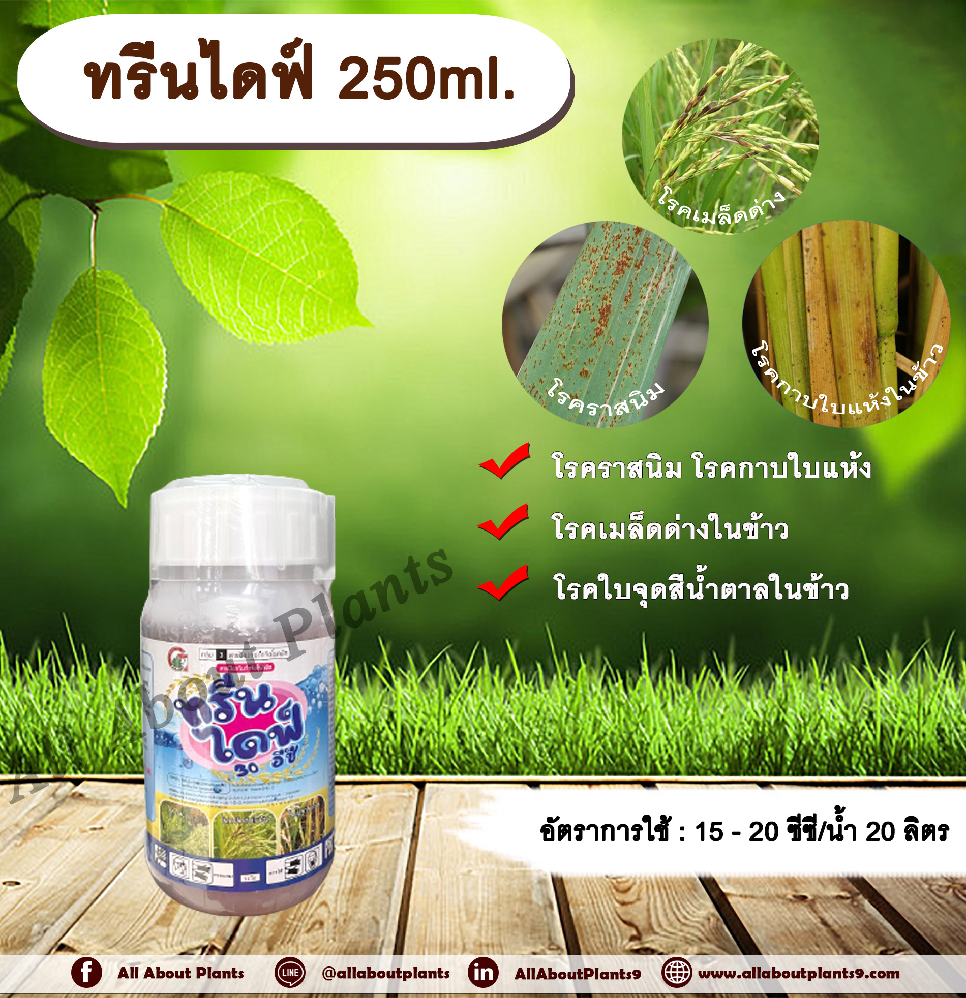 ทรีนไดฟ์ 250ml. ไดฟีโนโคนาโซล+โพรพิโคนาโซล สารกำจัดเชื้อรา โรคเมล็ดด่าง โรคราสนิม โรคใบจุดสีน้ำตาล โรคกาบใบแห้ง กรีนลีฟส์ allaboutplants ชิ้น