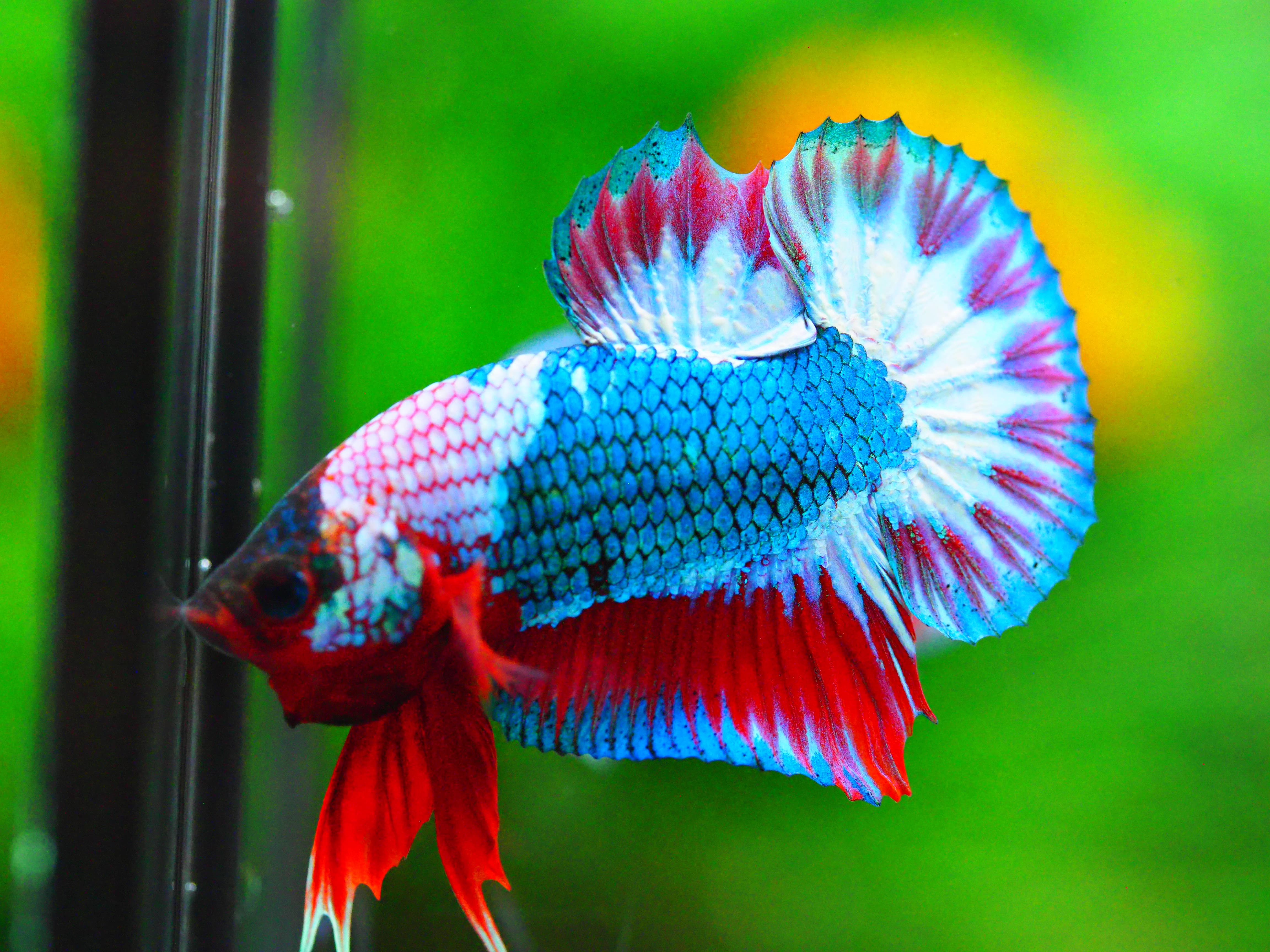 HMPK FANCY MALE GRADE A +++