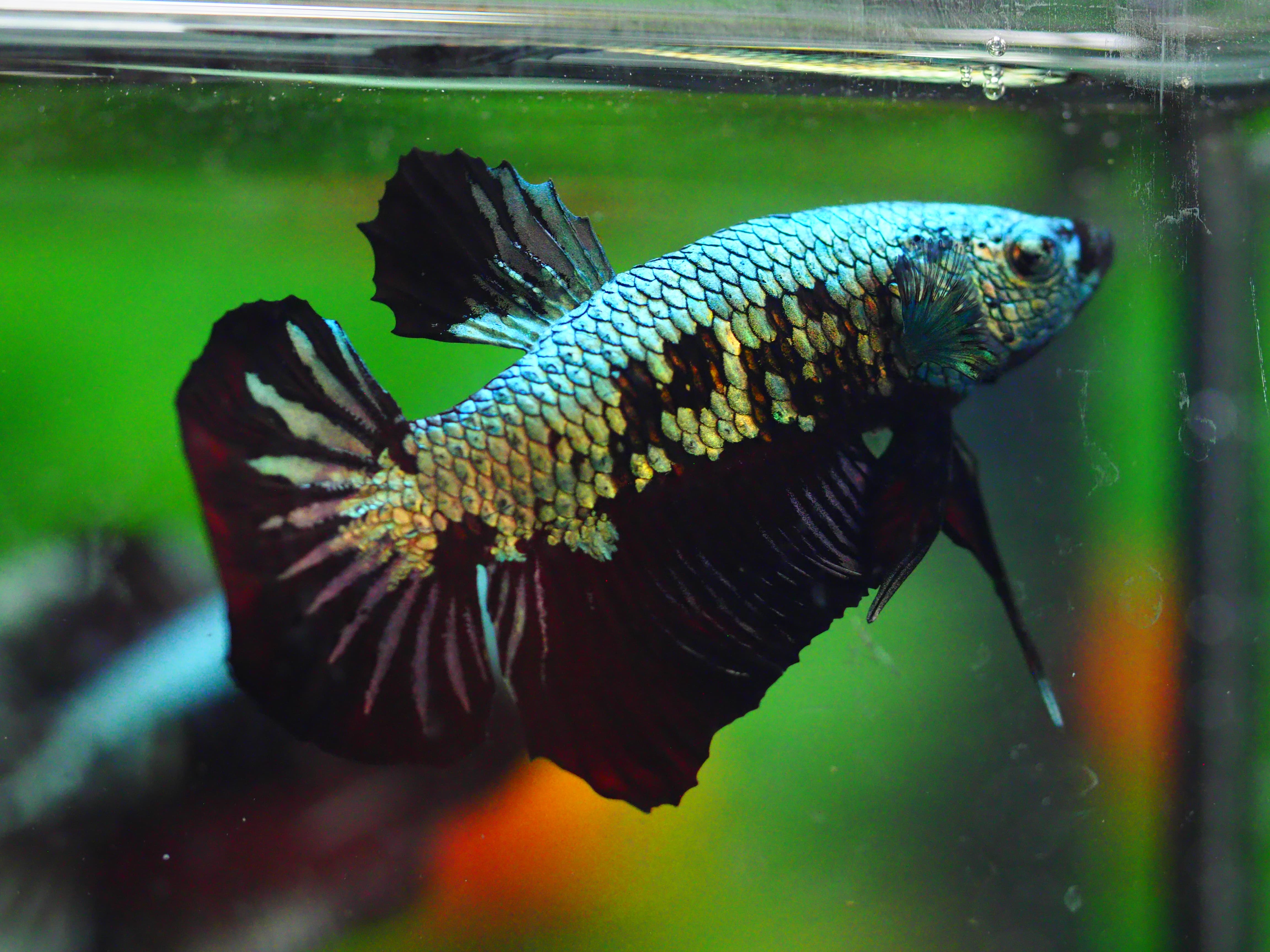HMPK BLACK DRAGON MALE