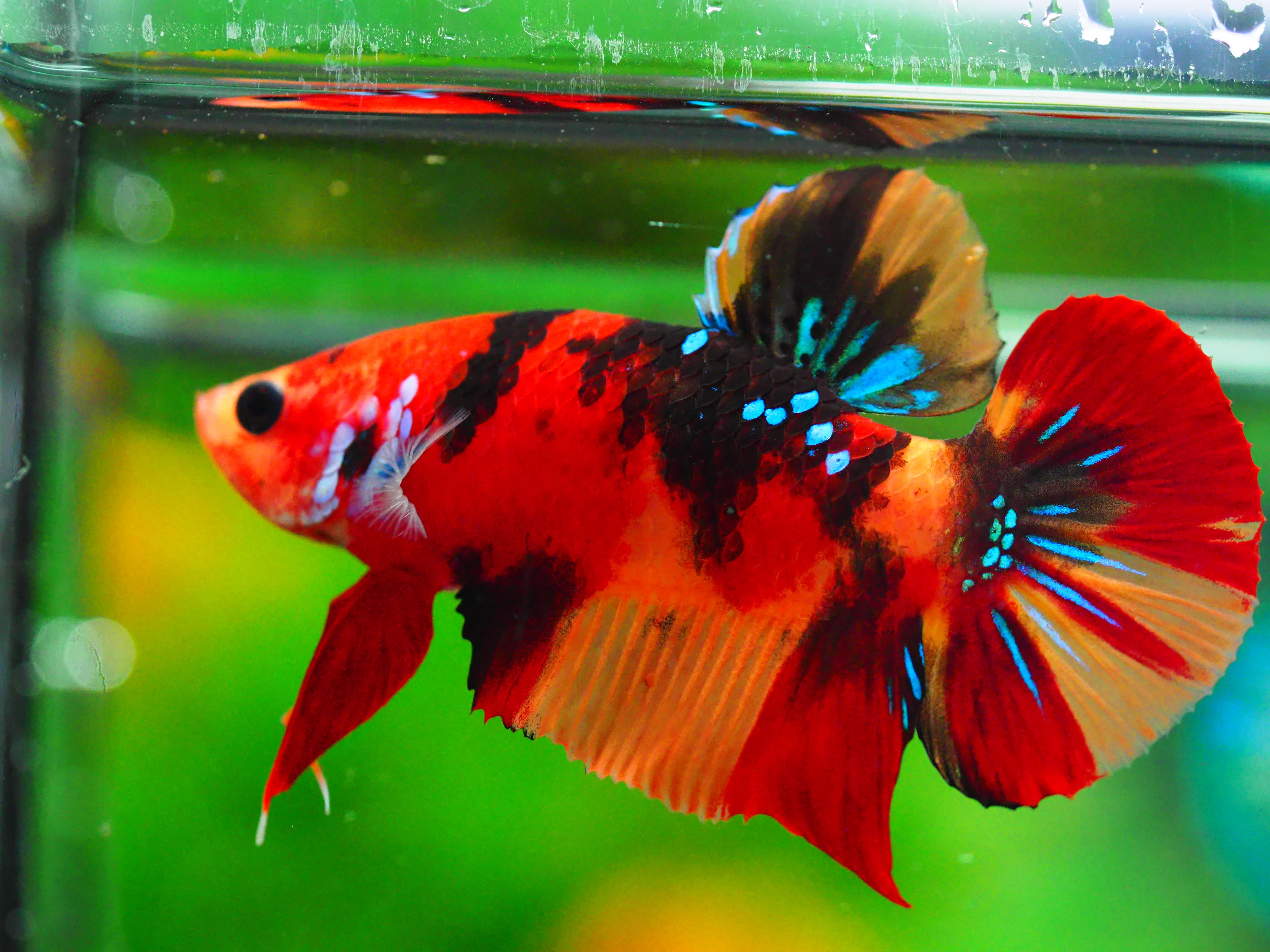 HMPK NEMO GALAXY MALE GRADE A +++